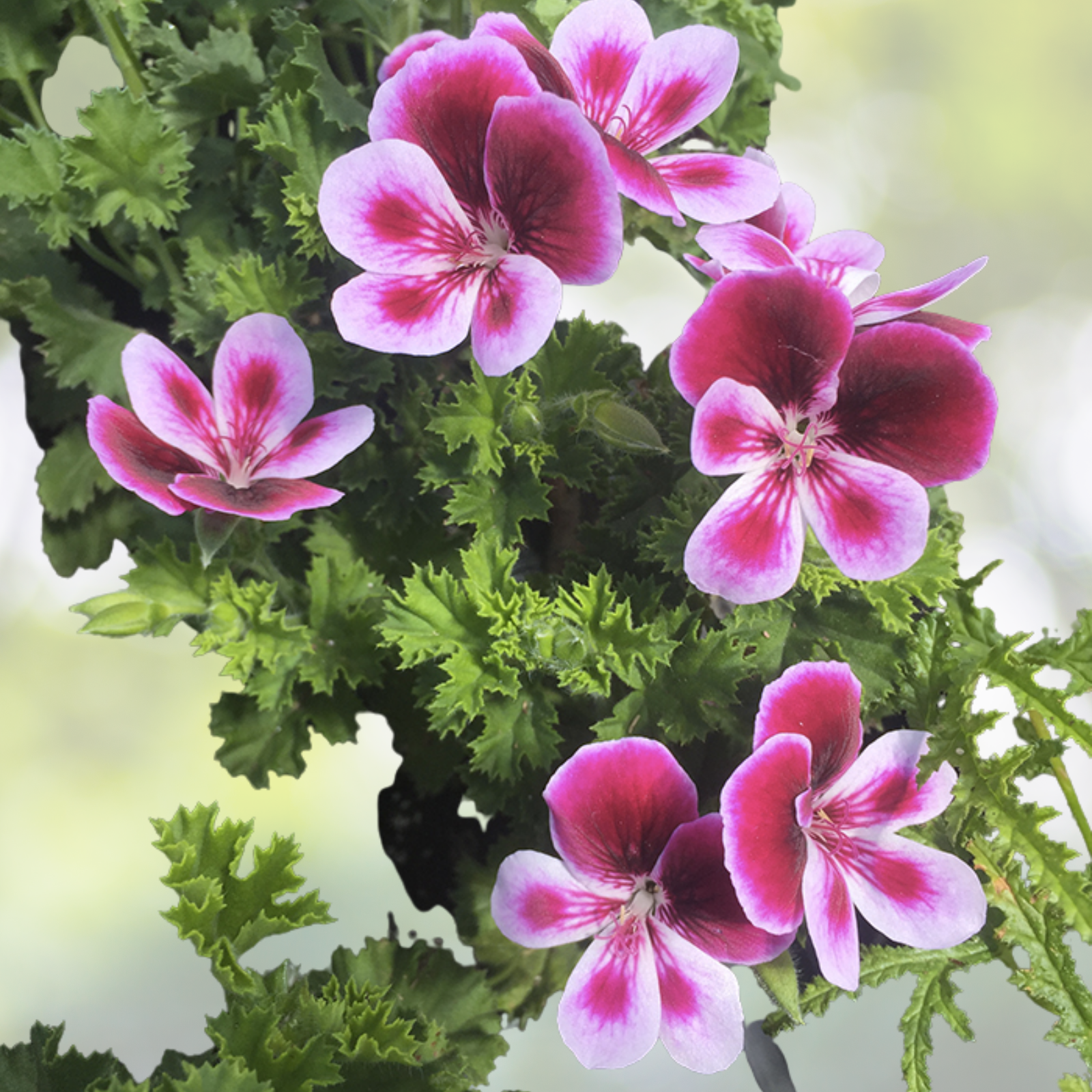 Magenta Geranium Cuttings 3x6" Fragrant Pelargonium Starter No Roots