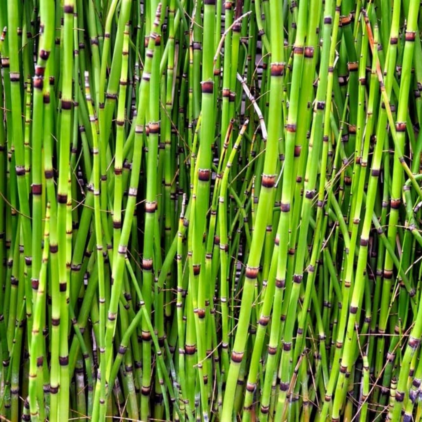 Horsetail Plant Cuttings - Equisetum for Koi Pond & Water Garden - Aquatic Plant, Natural Water Feature Decor