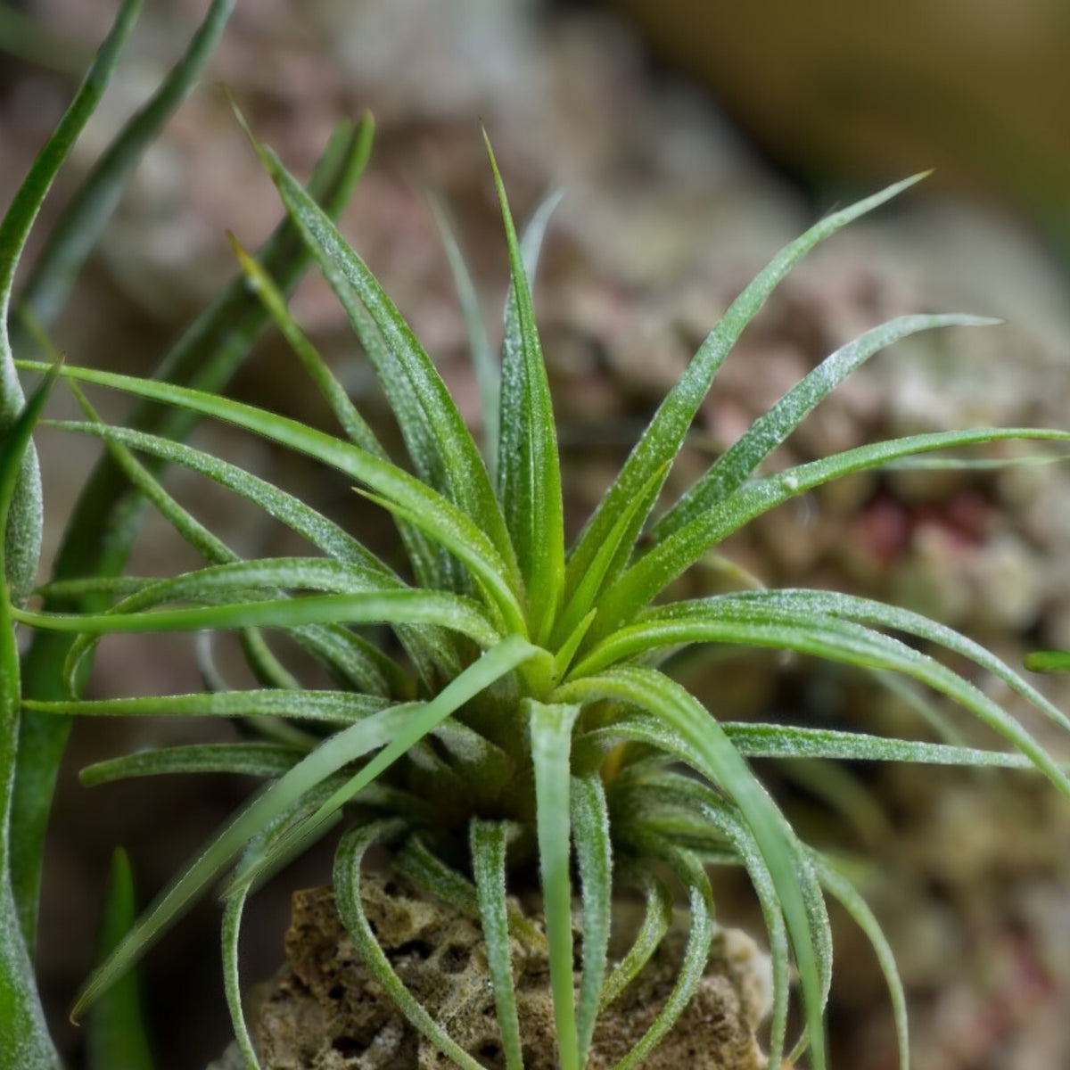 Tillandsia abdita Air Plant - Unique Variety, Healthy & Disease-Free - Ideal for Home Decor, Care Instructions Included