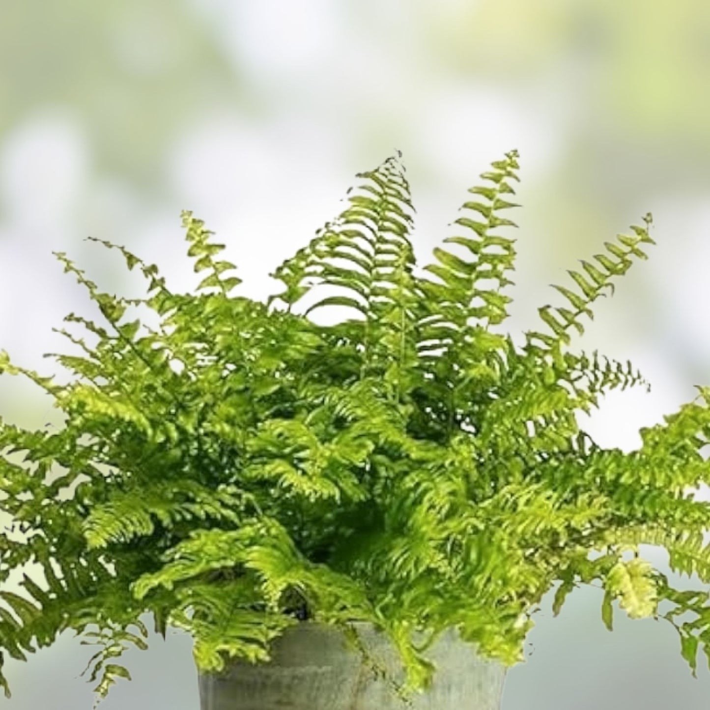 Rooted Ferns 20 Pack - Lush Green Indoor Plants for Home Decor - Various Varieties