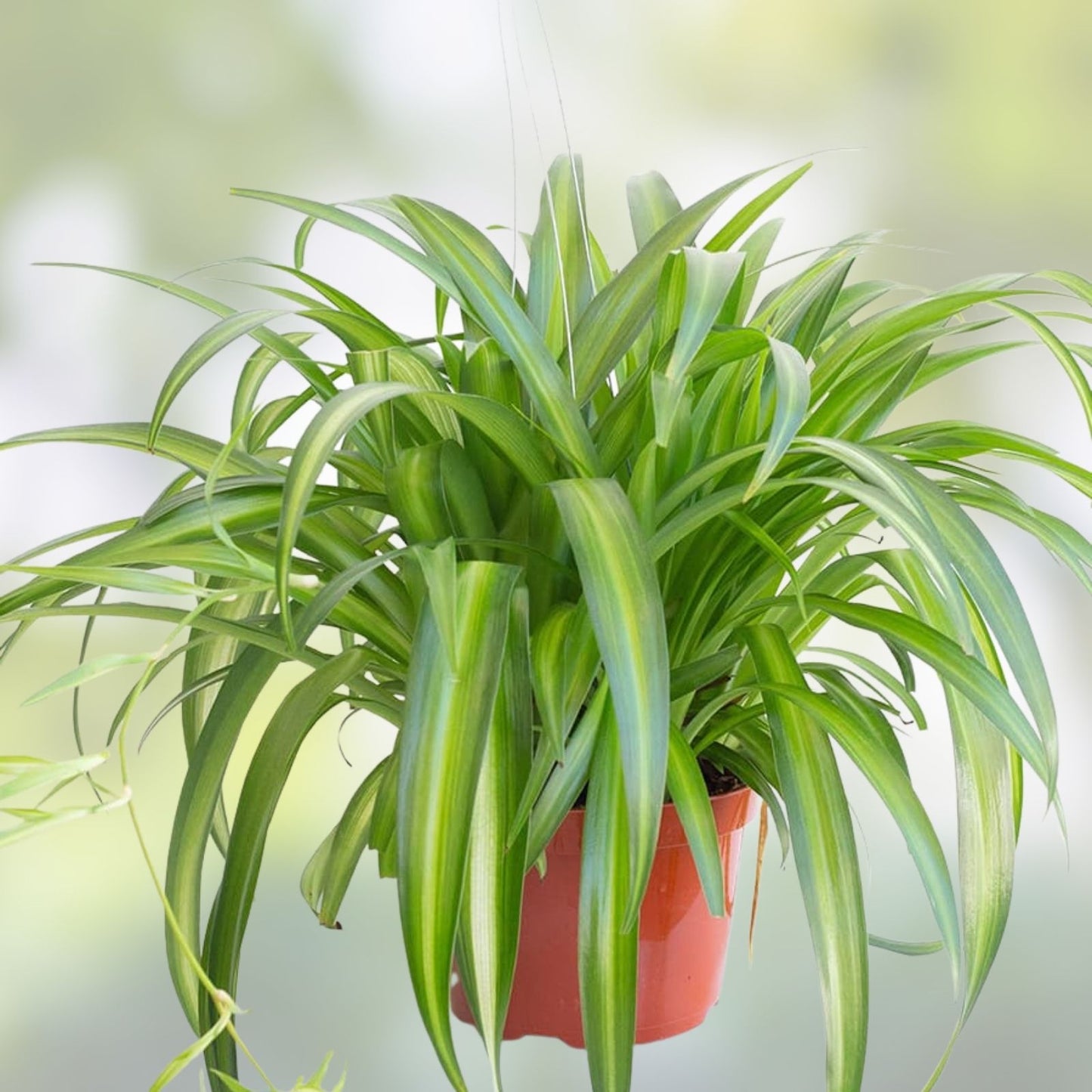 Hawaiian Spider Plant Pups - 5 Fresh Cuttings - Chlorophytum comosum ‘Hawaiian’ - Indoor Houseplant Propagation