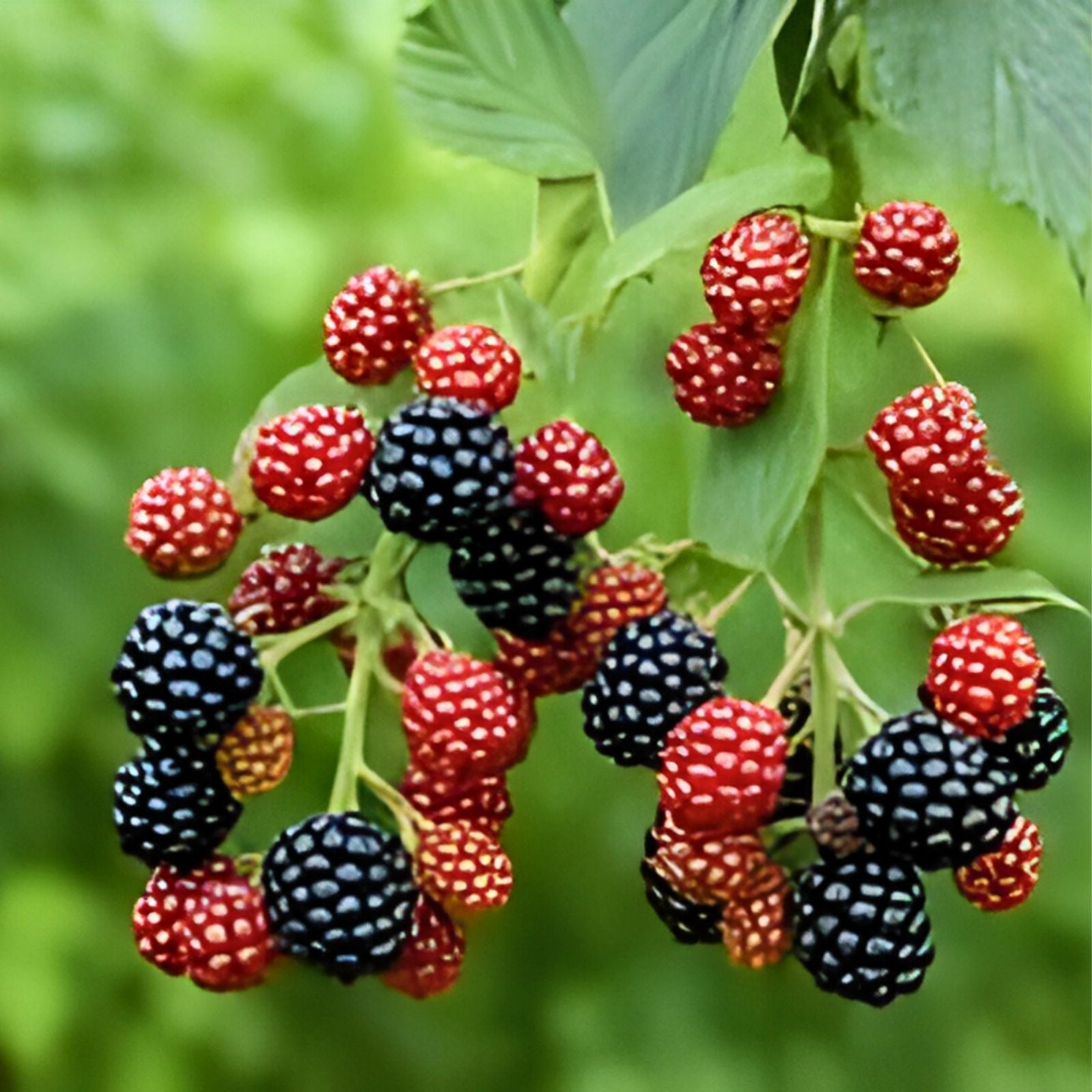 Southern Blackberry Plants, 2-3 ft Tall, Live Strong Roots, Fast Growing Rubus fruticosus, Berry Bush, Thornless Varieties