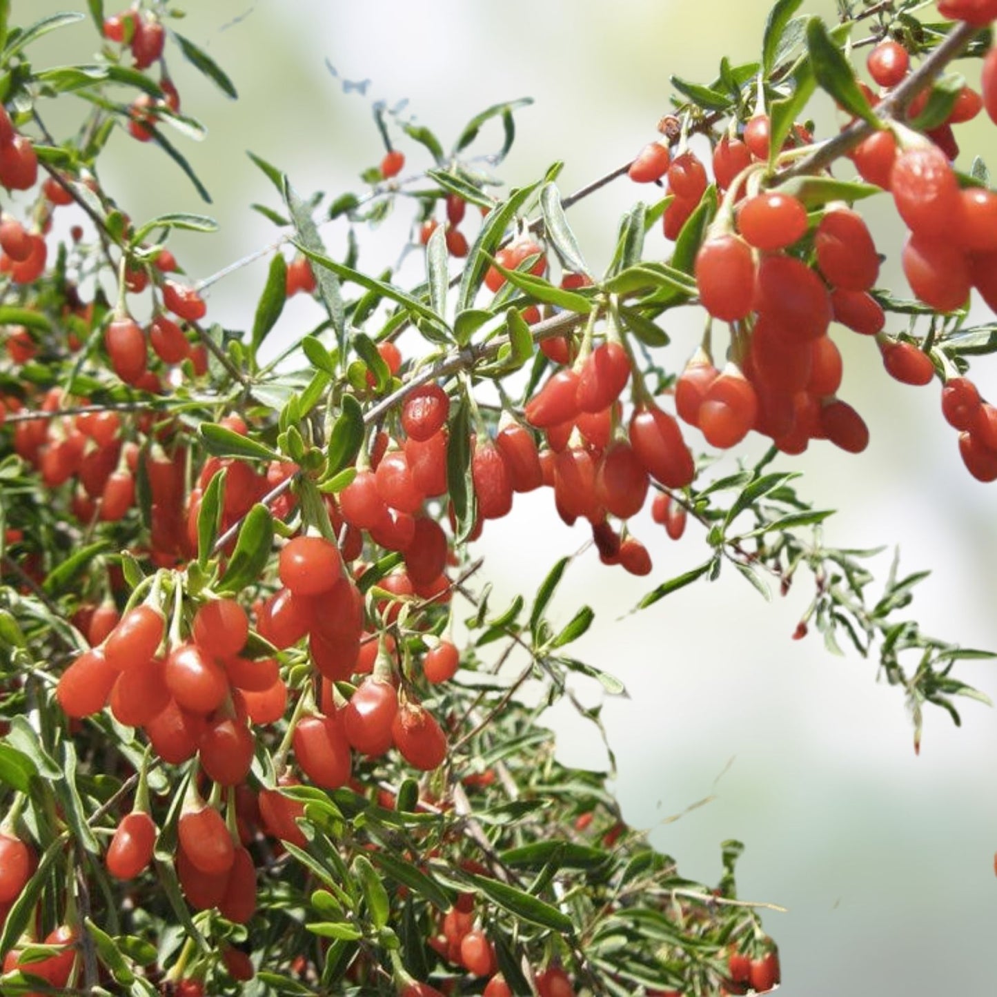 Rooted Goji Berry Plants 3 Pack Organic Superfood Berries Lycium barbarum Healthy Fruit Plants