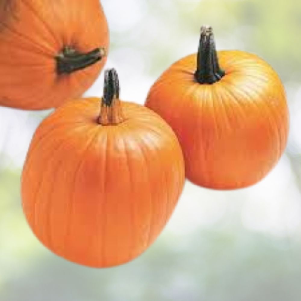 Jack O'Lantern Pumpkin Seeds 10 Organic USA Grown Cucurbita pepo Heirloom Garden Vegetable