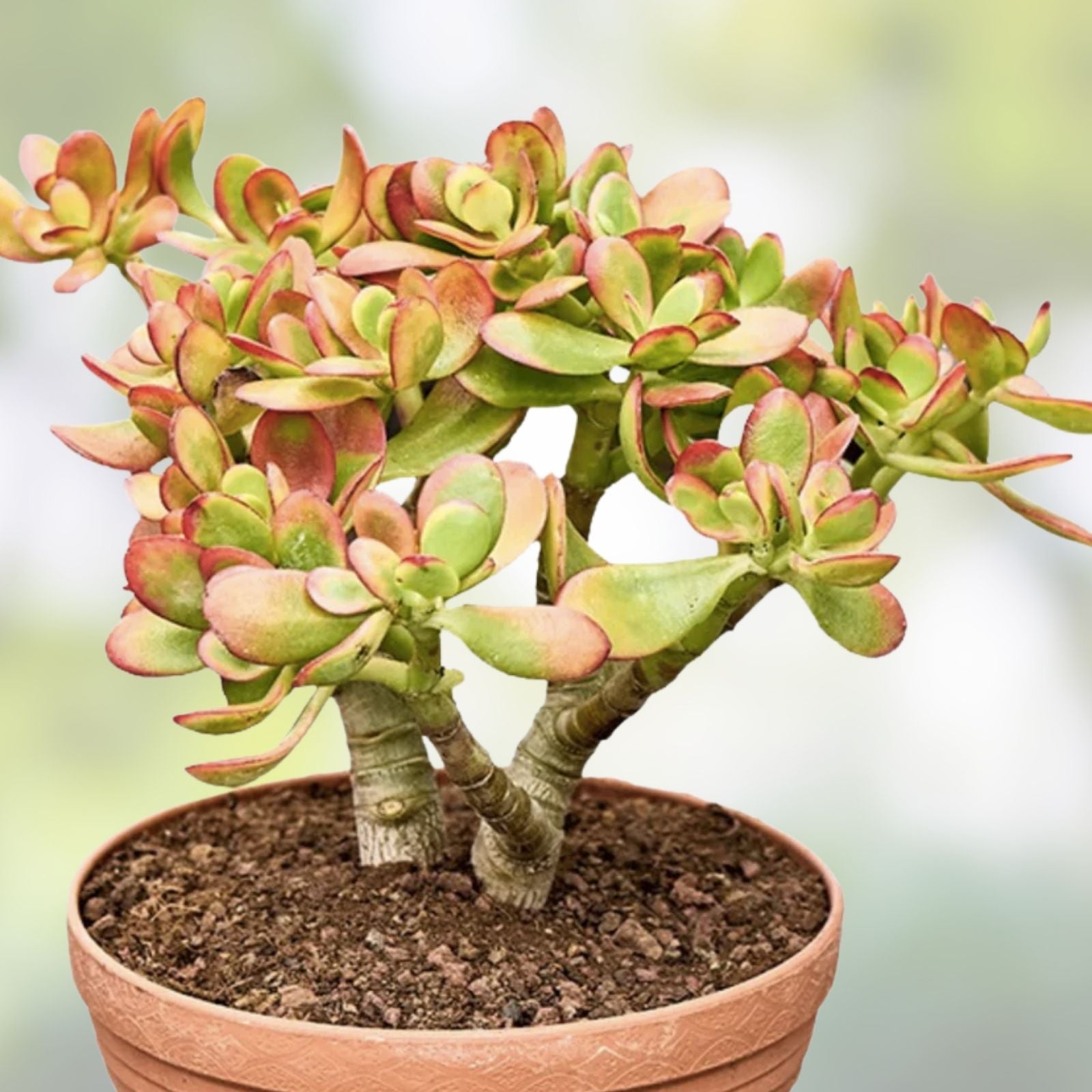 Succulent Cuttings Crassula Ovata Hummel Sunset Golden Jade Indoor Houseplant Decor - 5 Pack