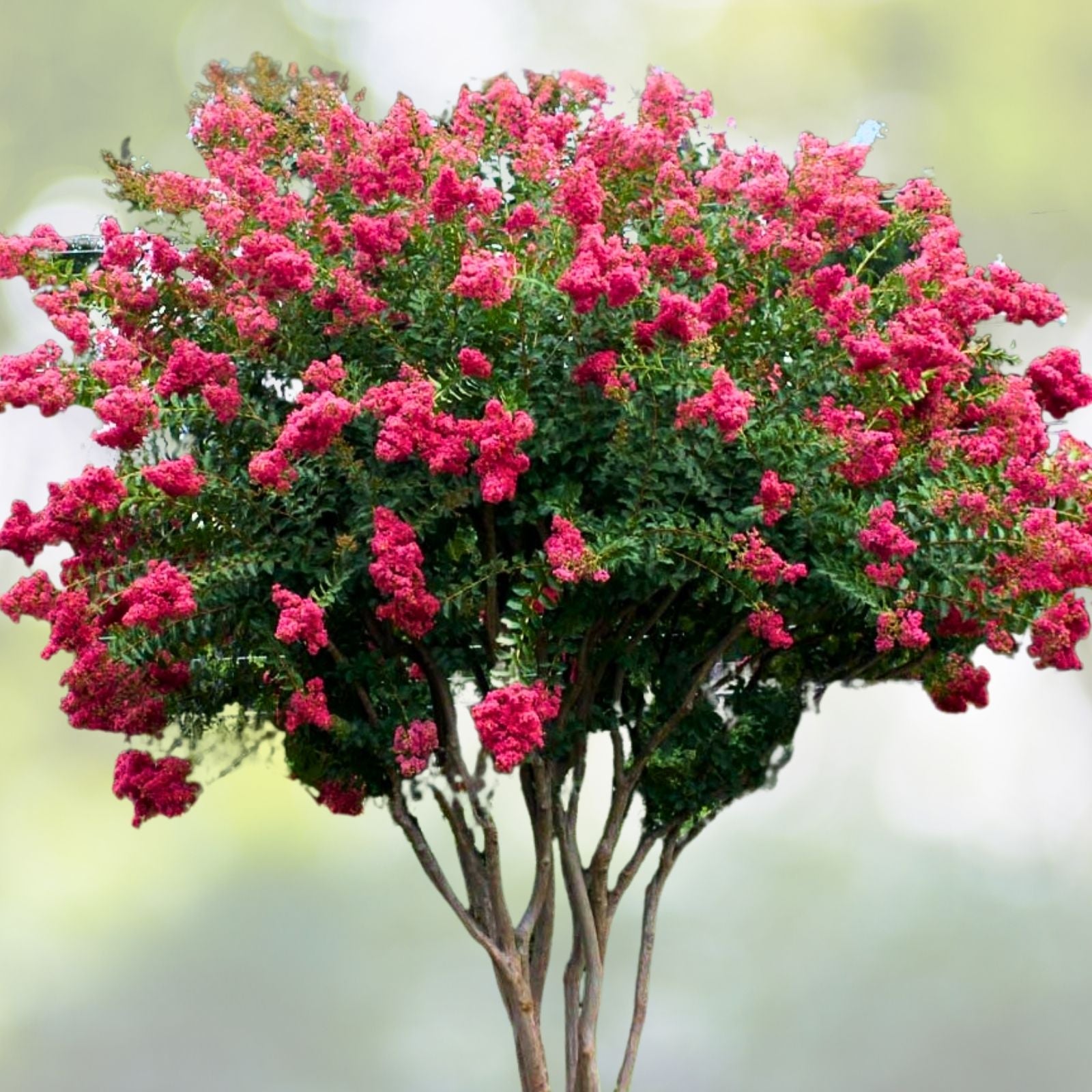 Crape Myrtle Cuttings 5-7" White Bloom Lagerstroemia indica Unrooted Organic 5+2 Free