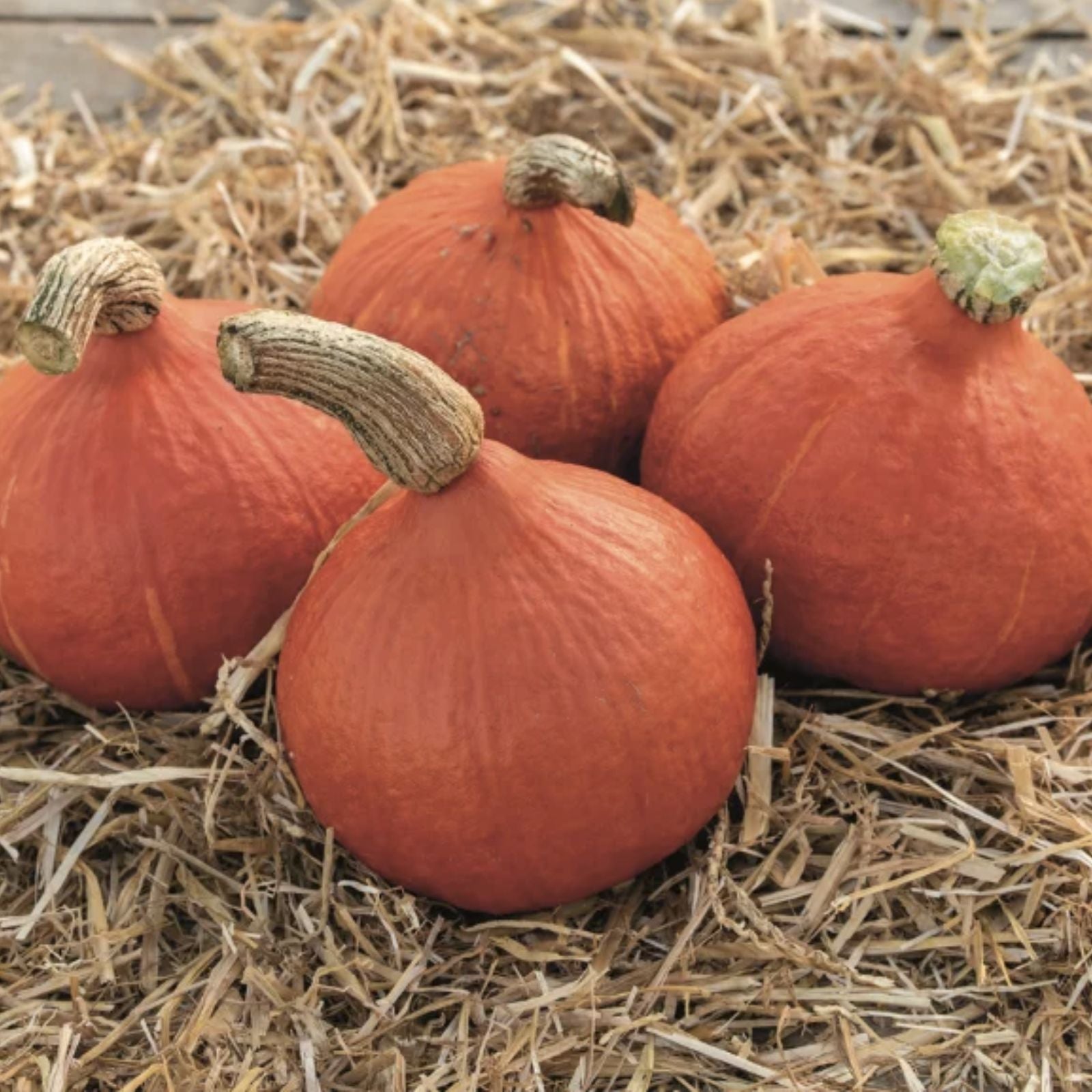 Japanese Heirloom Red Kuri Hokkaido Squash Seeds 20 Pack Cucurbita maxima Organic Winter Edible Vegetable Seeds