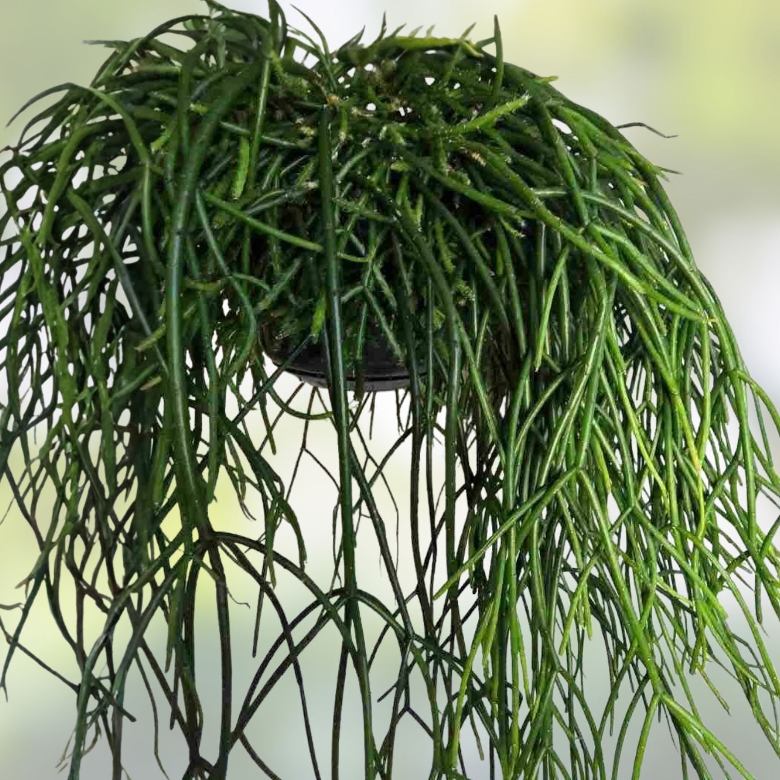 Fresh Cuttings 11 Pack Rhipsalis heteroclada Orchid Cactus Rare Plant - Succulent, Indoor, Easy Care, Unique Green Plant