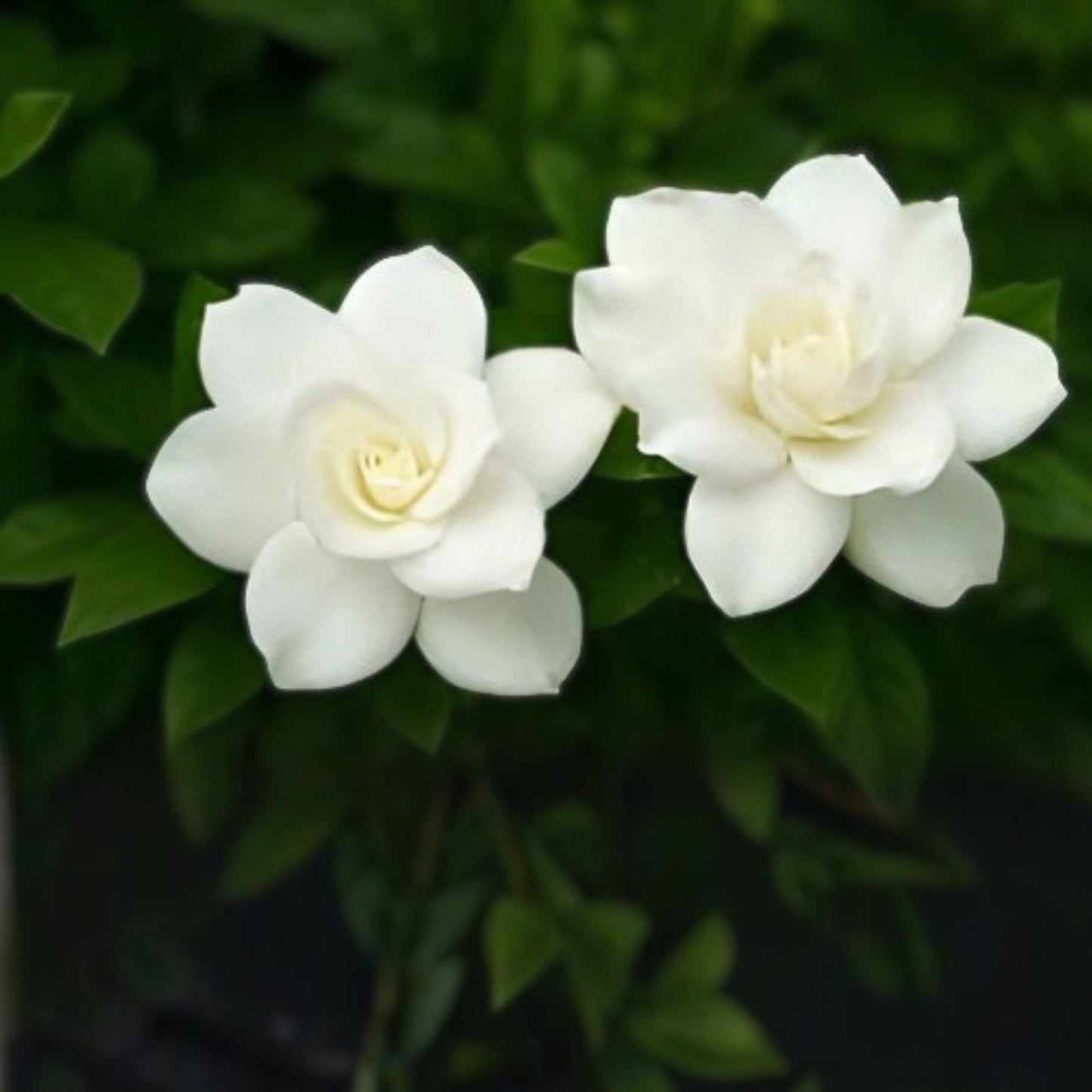 Unrooted Gardenia Cuttings Southern Heirloom Gardenia Bush True Southern Variety Gardenia jasminoides