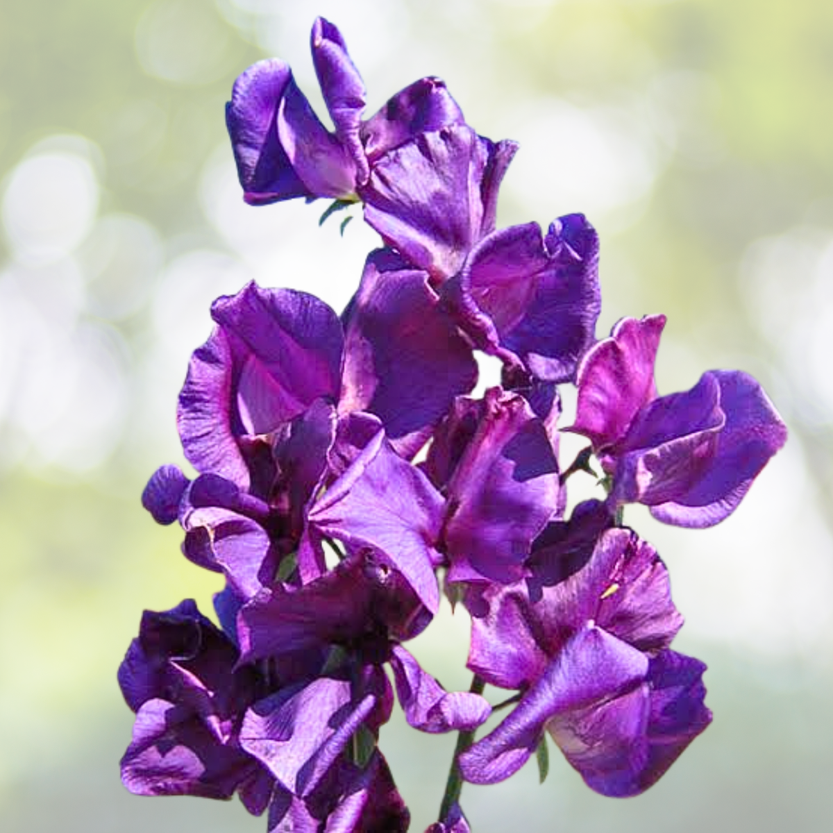 Sweet Pea Seeds - 15 Non-GMO Royal Navy Blue Climbing Vine Flowers - Lathyrus odoratus