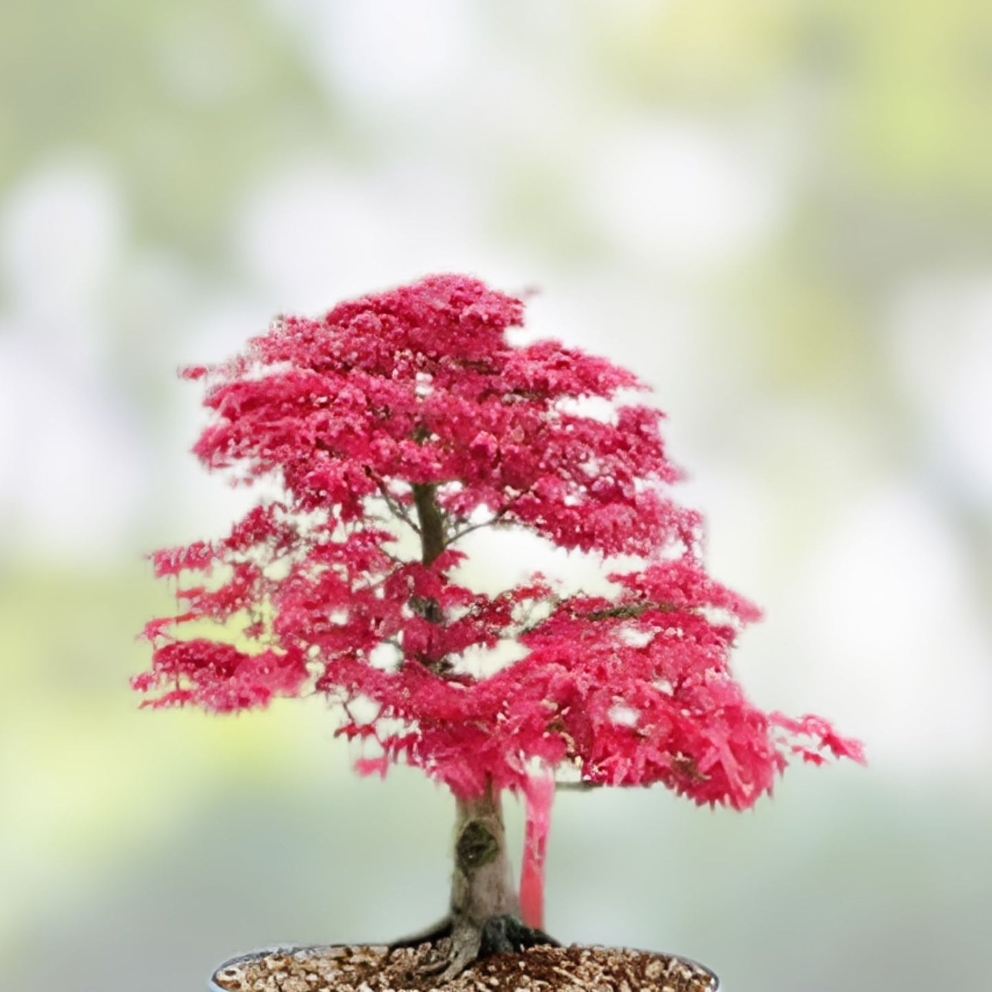 Japanese Maple Cuttings - 5 Green Stem Cuttings - Acer palmatum - Live Plant Propagation Material