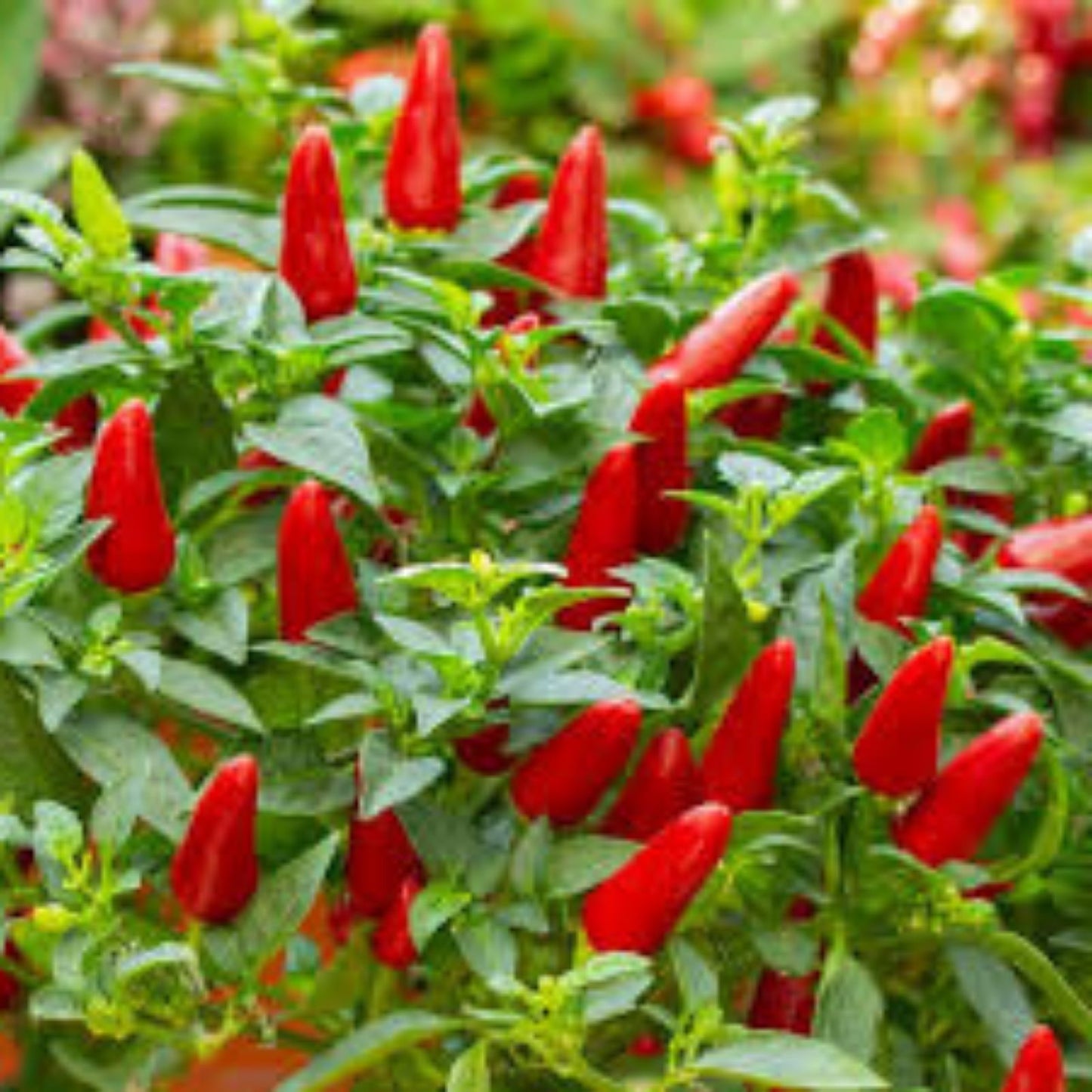 Hot Red Chilli Pepper Seeds, 100 Organic Capsicum annuum Seeds, USA Grown, Spicy Peppers for Garden and Cooking