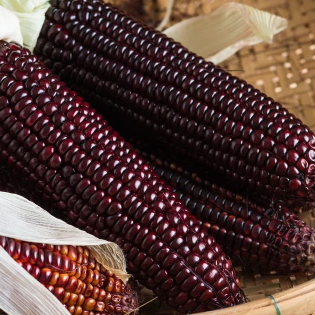 Purple Popcorn Seeds for Planting – 50 Rare Edible Corn Seeds (Zea mays) – Exotic Purple Corn Variety