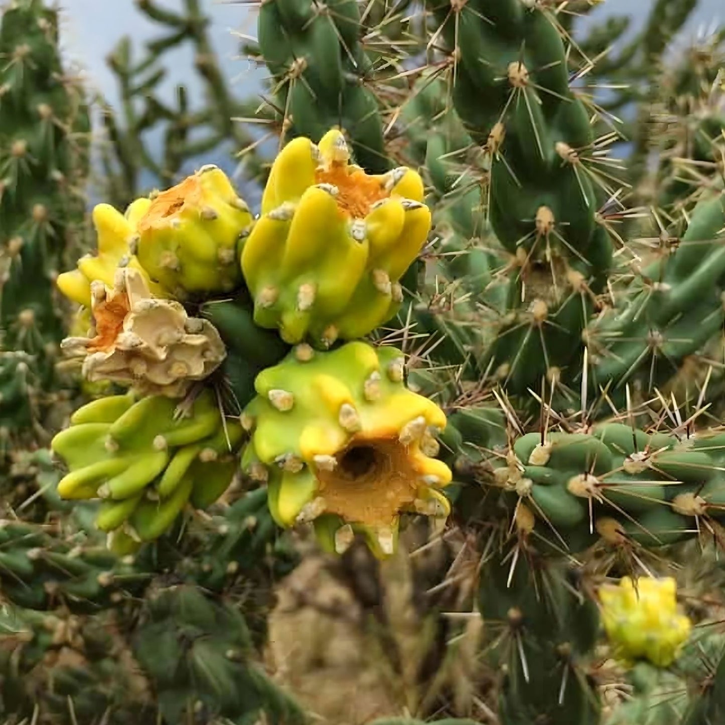 Live Cholla Cactus Cuttings – 3 Jumping Cholla Plants – Native to Tucson, Arizona – Indoor and Outdoor Garden Suitable