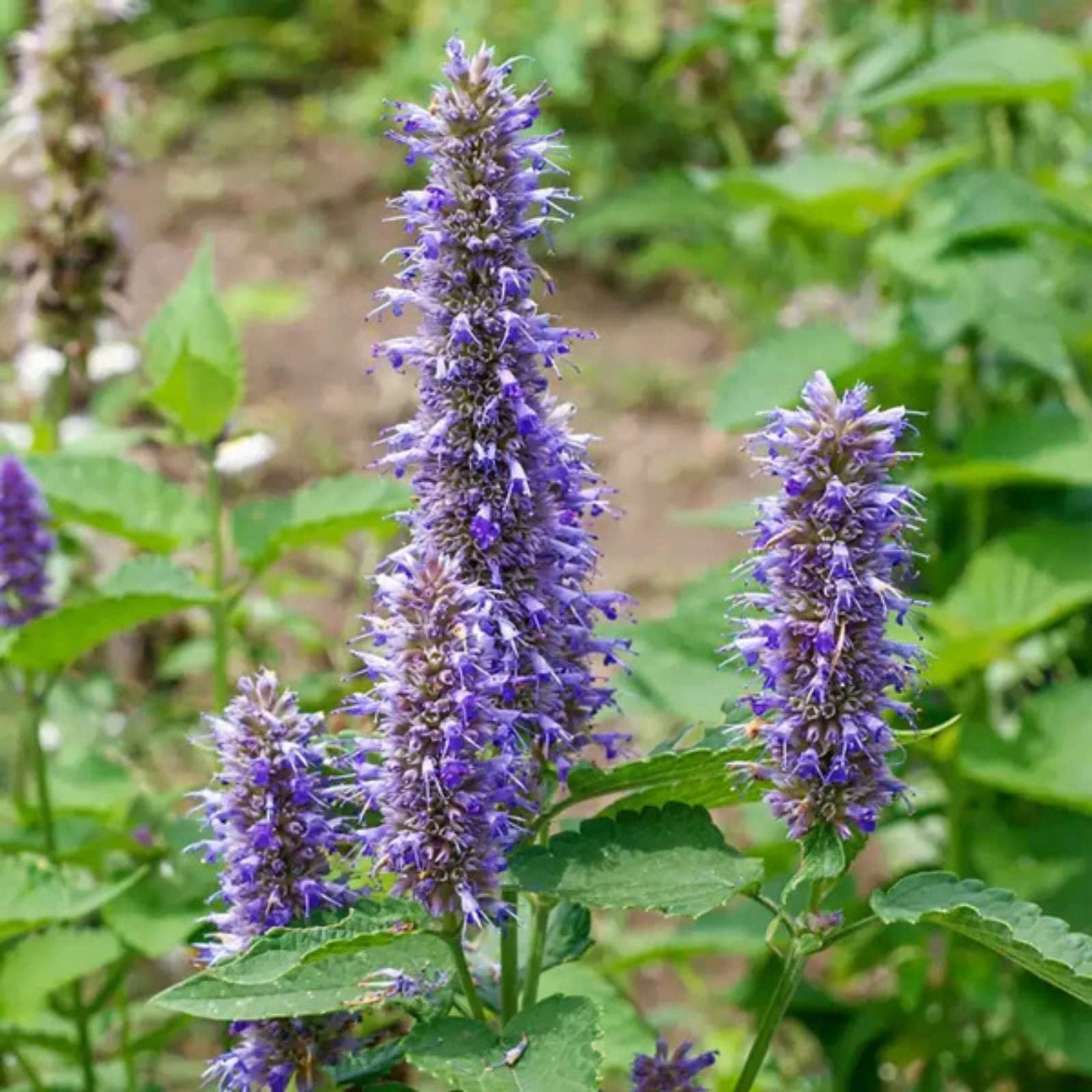 Purple Giant Hyssop Seeds 200 Count – Wildflowers for Planting, Agastache spp., Ornamental, Bee-Friendly, Perennial Seeds