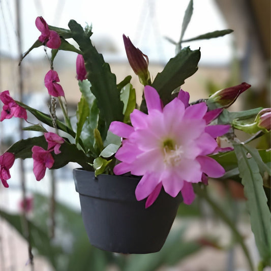 Epiphyllum 'Mystic Mood' Unrooted Cutting - Rare Orchid Cactus - Exotic Houseplant - Epiphyllum hybrid