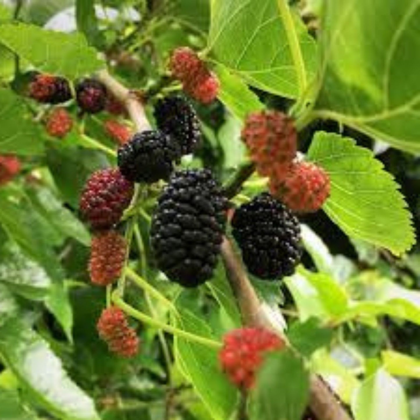 Organic Black Mulberry Cuttings - 12 Thin Non-GMO Morus nigra Planting Material