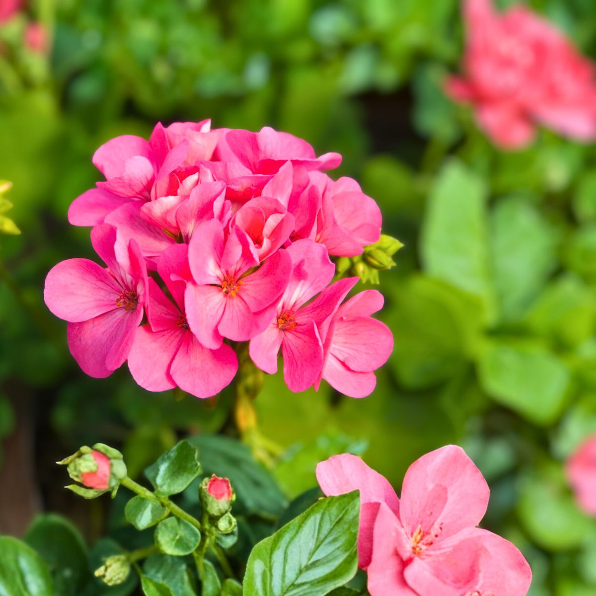 Geranium Cuttings Set of 3 - 6 Inches Long - Choose Your Variety - Pelargonium spp.