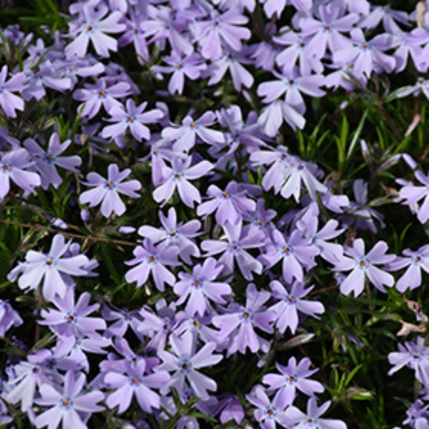 Creeping Phlox Live Starter Plants Set of 2 - Lavender Ground Cover - Phlox subulata - Low Growing Perennial for Gardens