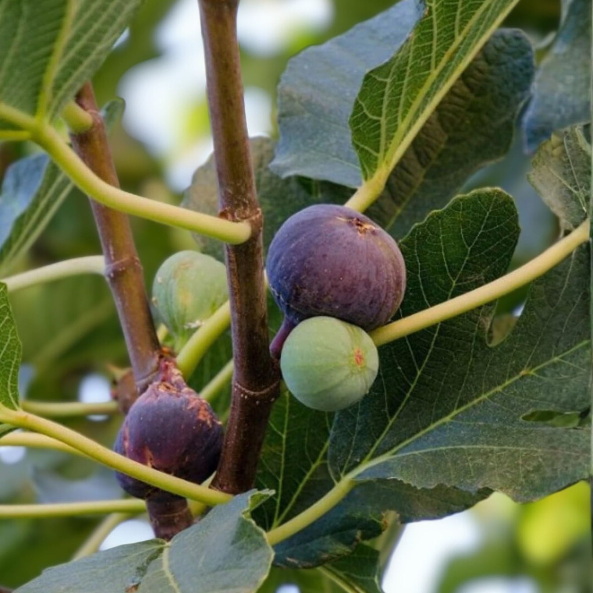 Brown Turkey Fig Tree Starter Plant - 1 Bare Root Ficus Carica - Fruiting Variety for Home Garden