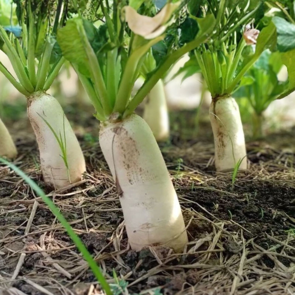 Radish Seeds 500 Count Minowase Daikon Heirloom Non-GMO Organic Gardening Vegetable Seeds