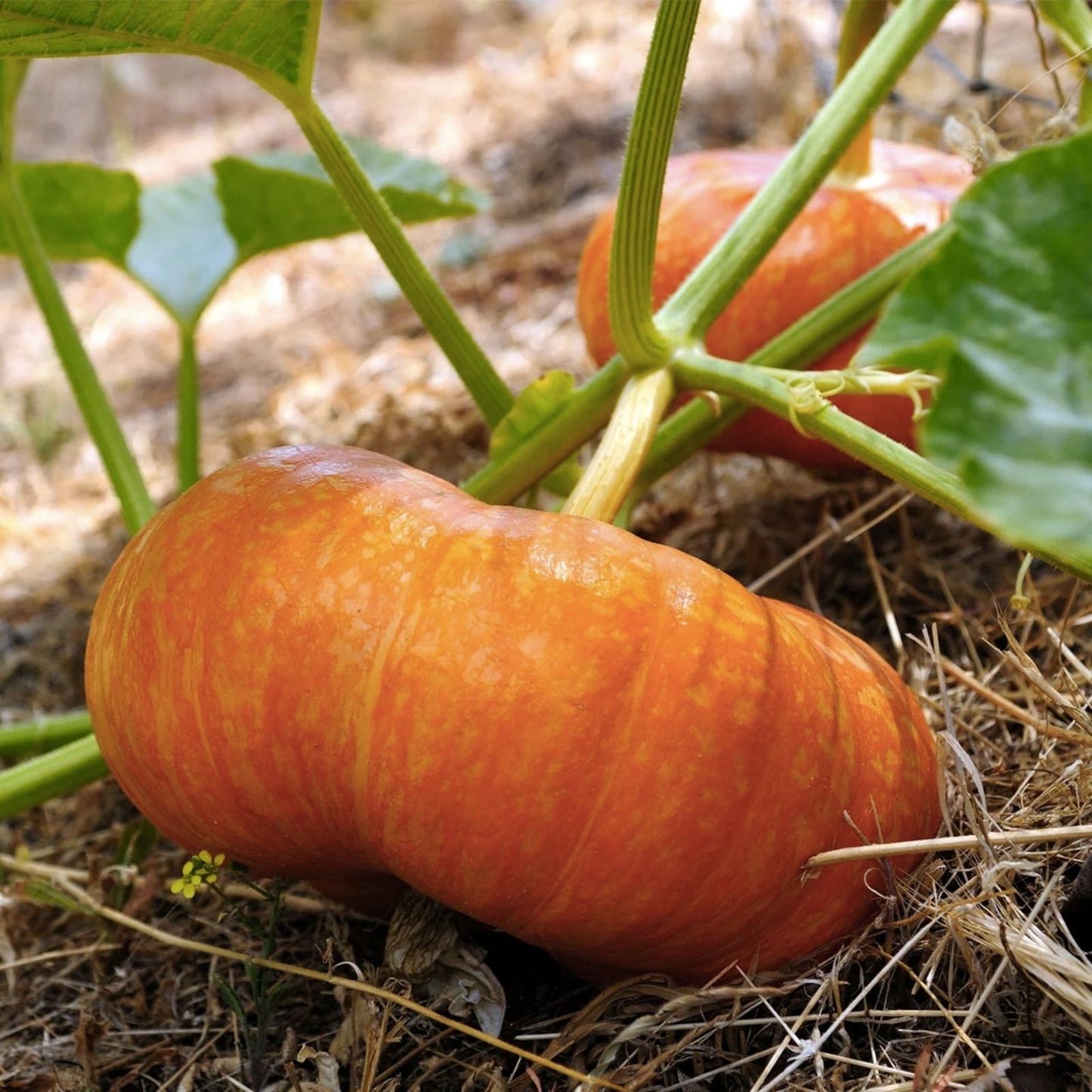 Colossal Pumpkin Seeds 15 Count - Cinderella Variety - Grow Giant Pumpkins Cucurbita maxima