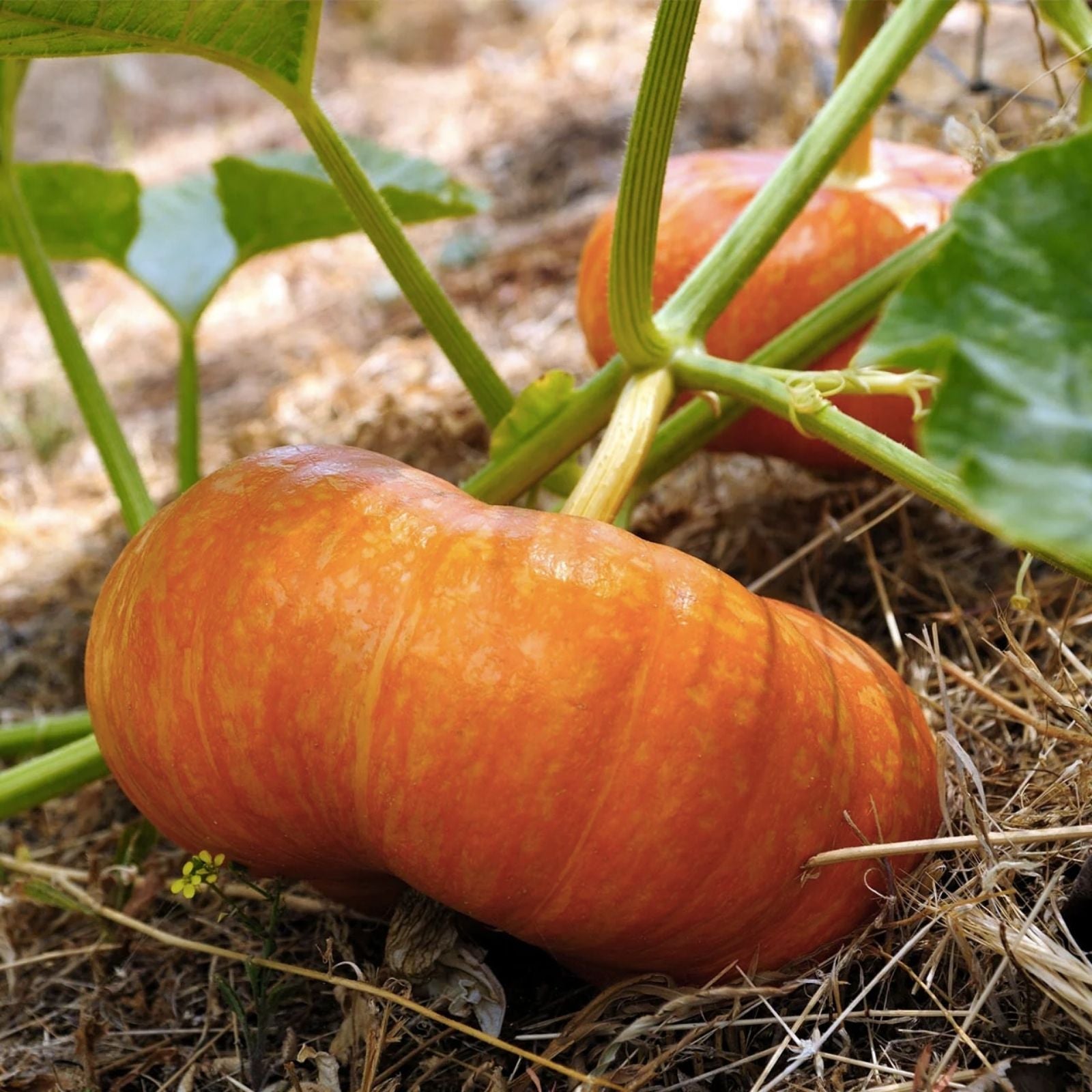 Colossal Pumpkin Seeds 15 Count - Cinderella Variety - Grow Giant Pumpkins Cucurbita maxima