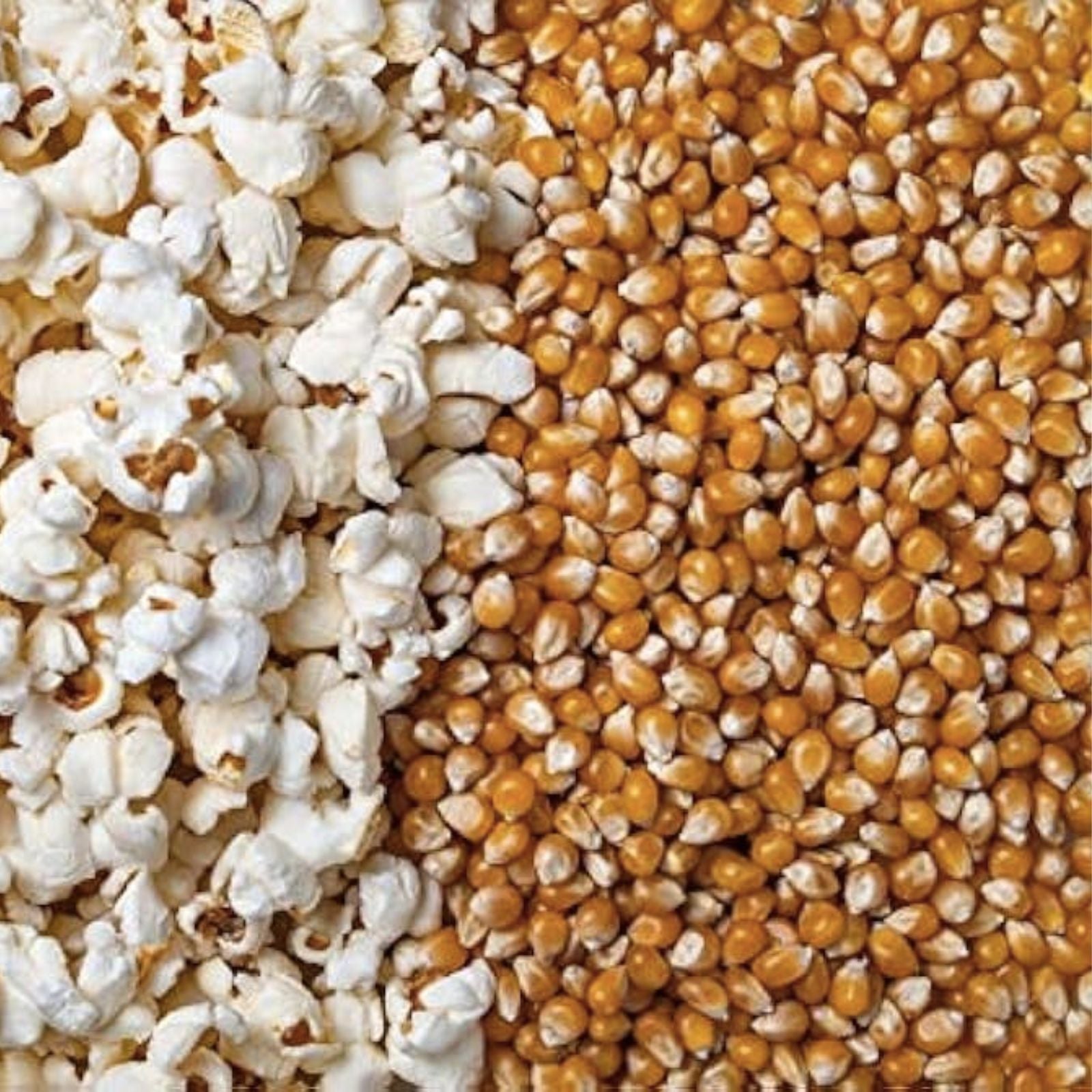 Snow Puff Popcorn Seeds 25+ Heirloom Variety Zea mays everta USA Grown