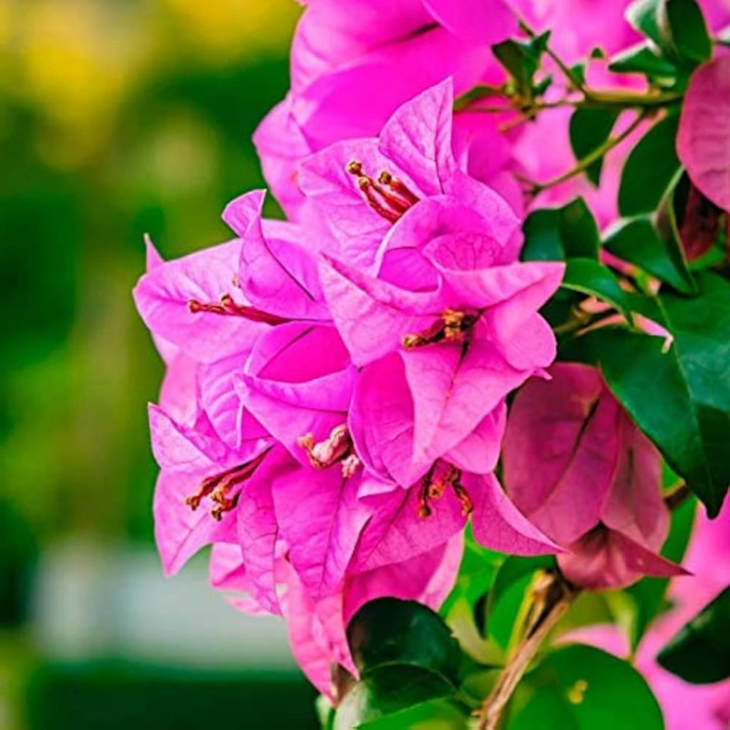 Fuchsia Pink Bougainvillea Live Cuttings - 6" Unrooted Flowering Plant Bush Shrub (Bougainvillea spp.)