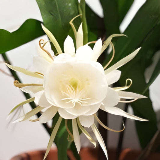 Epiphyllum Cuttings 8-10 Inches Immortal Variety Unrooted Epiphyllum oxypetalum Succulent Plant