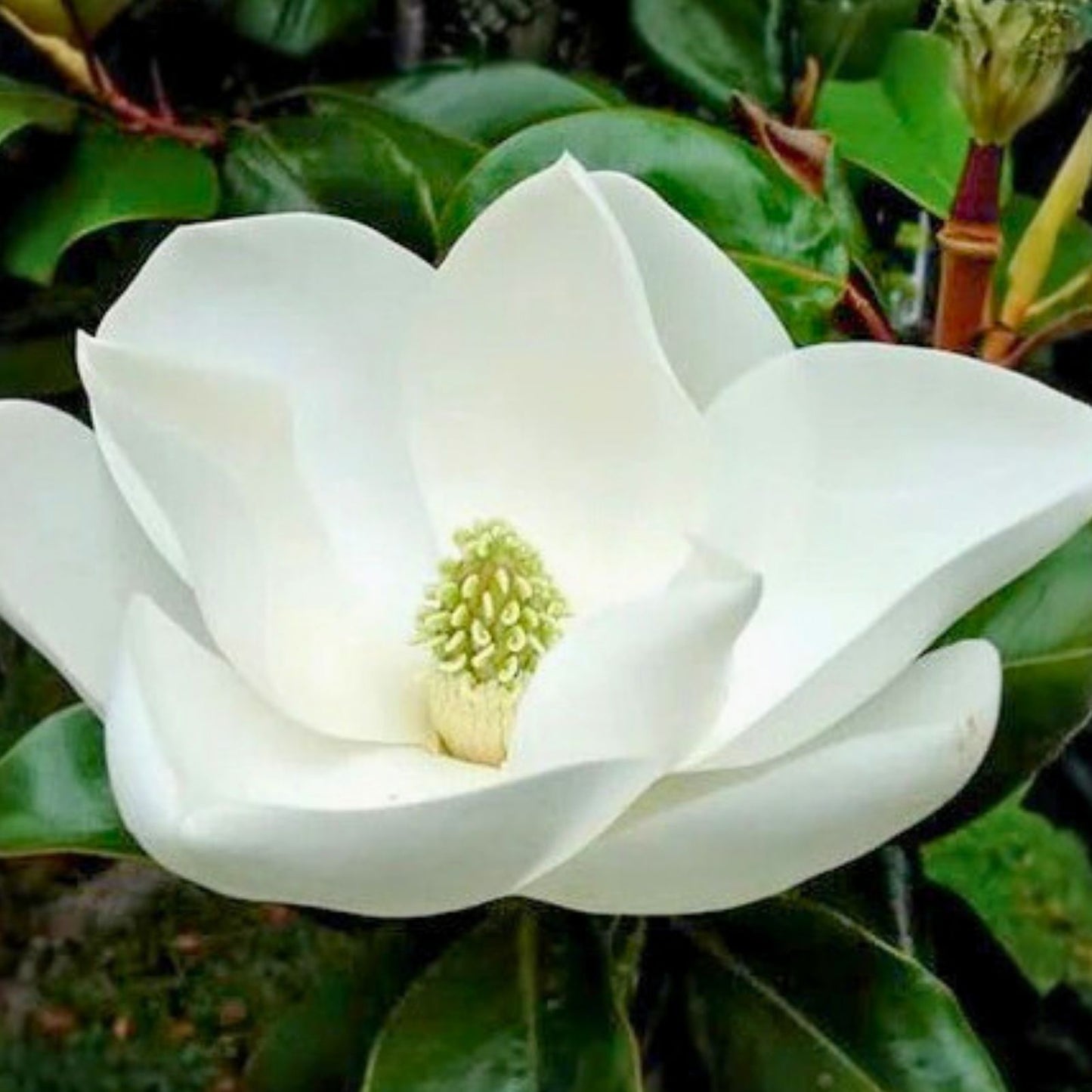 Southern Magnolia Tree Sapling 1-2 ft Live Evergreen Magnolia grandiflora Ornamental Tree