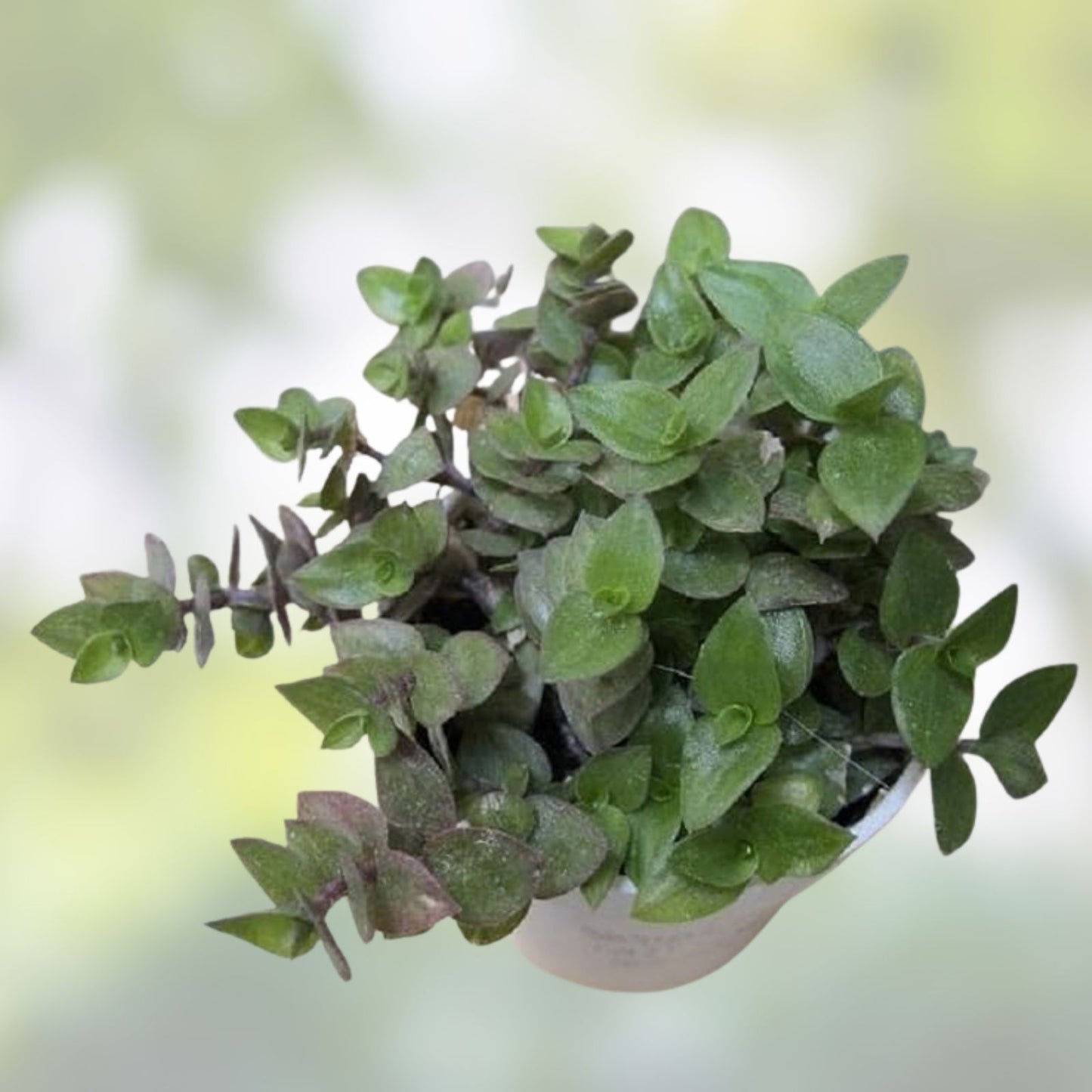 Dwarf Bolivian Wandering Jew Cuttings - 10 Tradescantia Minima Callisia Repens for Indoor Gardening and Plant Decor