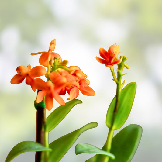 Epidendrum Orchid Cuttings - Dark Yellow - Exotic Indoor Plant - Gardening and Floral Arrangements - Epidendrum spp.