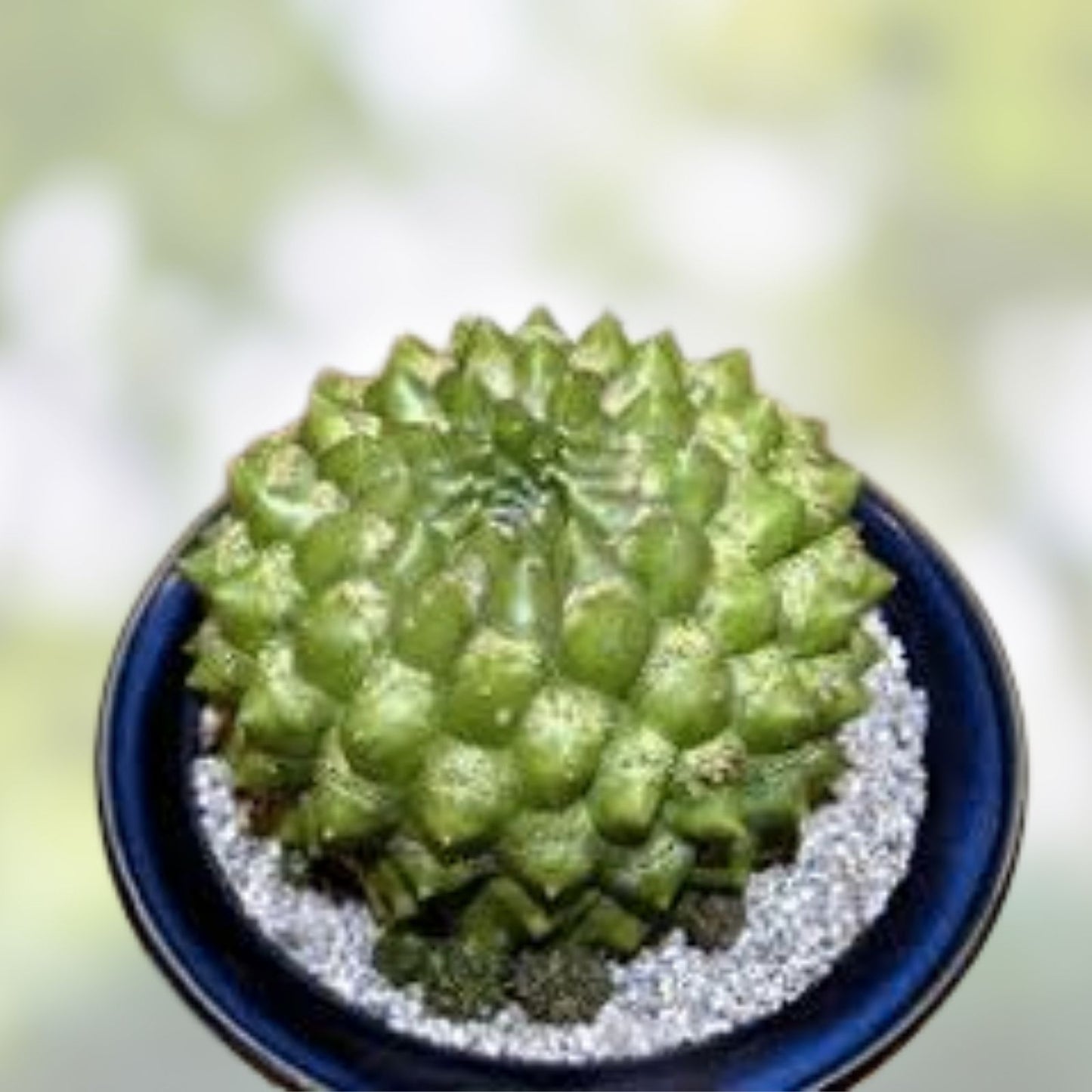Armatocereus Mataranus Cutting – Fat Rooted Succulent Plant with New Growth – Unique Cactus Variety