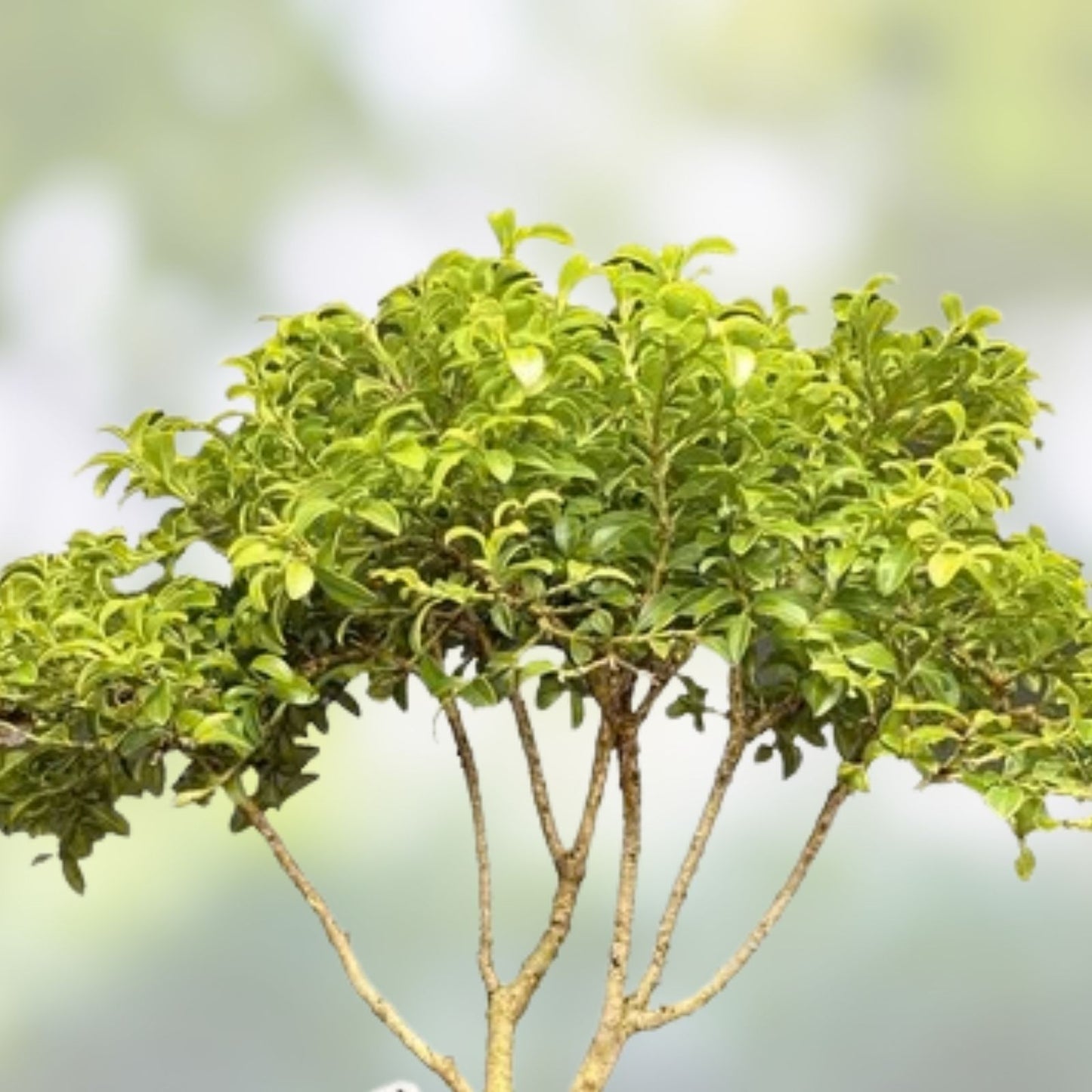 Mame Bonsai Tree 9” Kingsville Boxwood in Glazed Drilled American Tea Pot Buxus microphylla