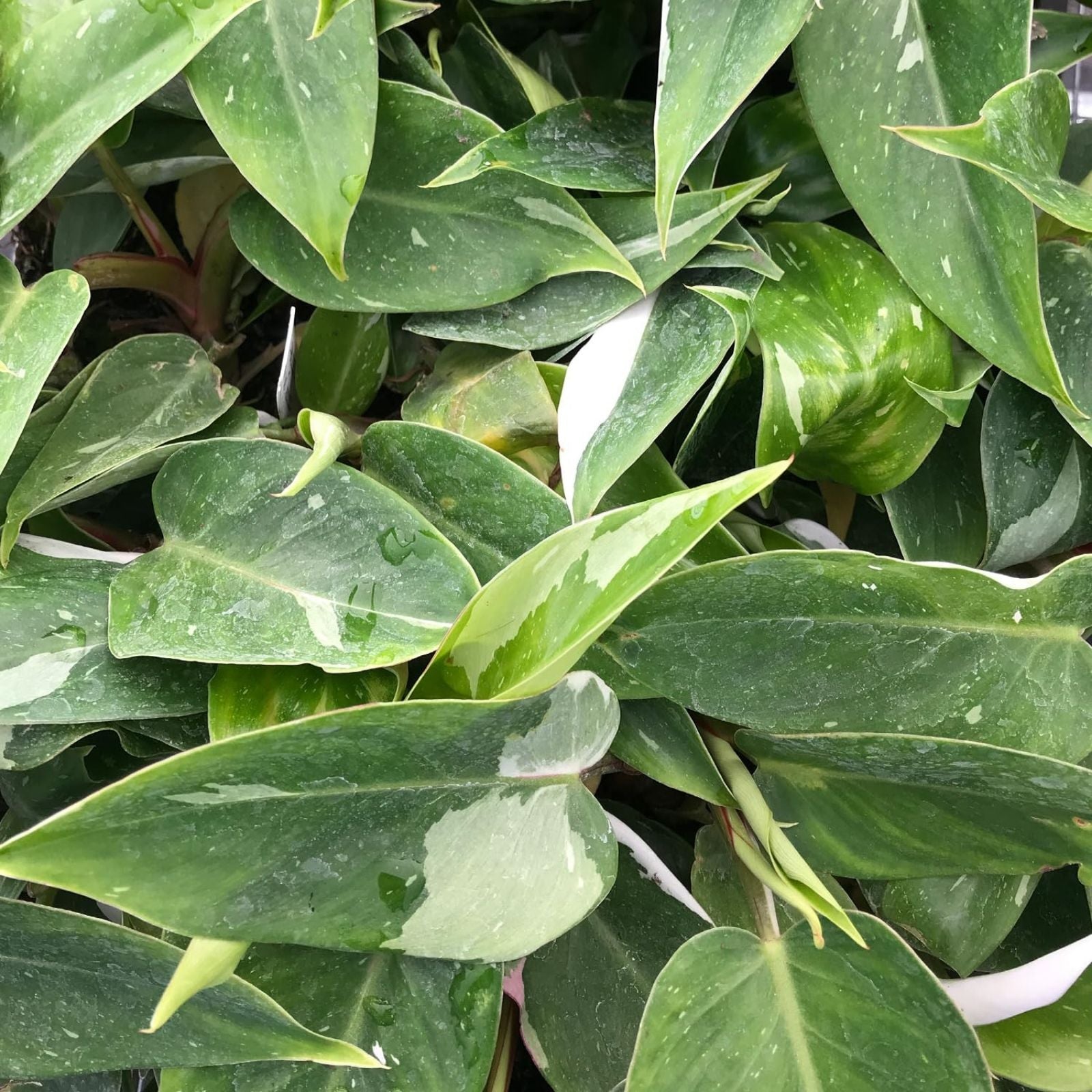 White Princess Variegated Philodendron Small Rooted Starter Plant - Philodendron erubescens - Rare Indoor Houseplant