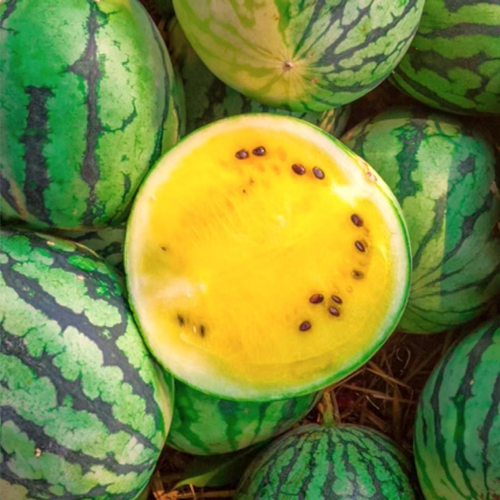Dwarf Yellow Watermelon Seeds 25 Pack Petite Yellow Fruit Citrullus lanatus Garden Vegetable Seeds