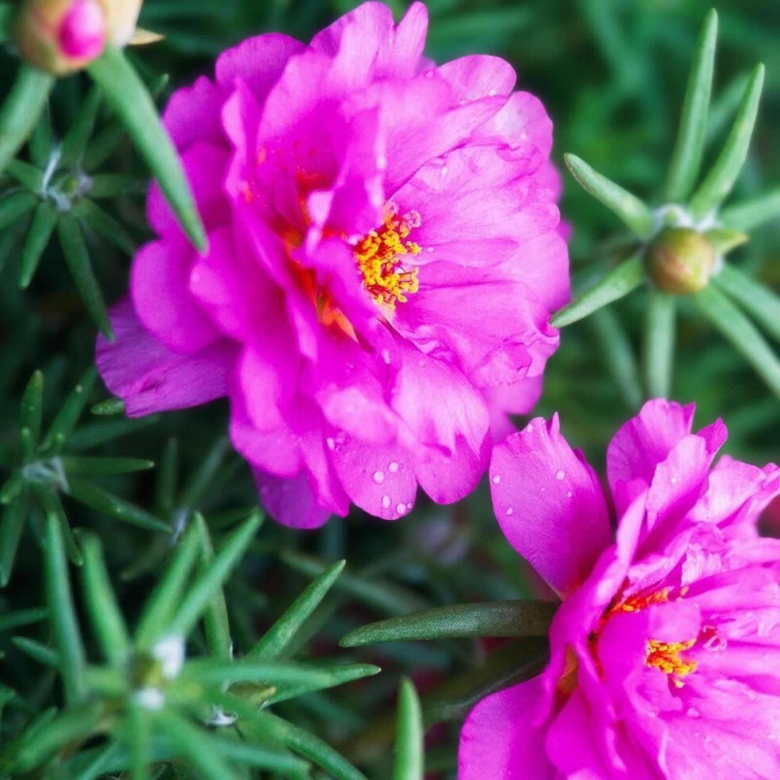 Purple Double Bloom Portulaca Moss Rose Succulent Plant, Vibrant Garden and Container Plant, Portulaca oleracea