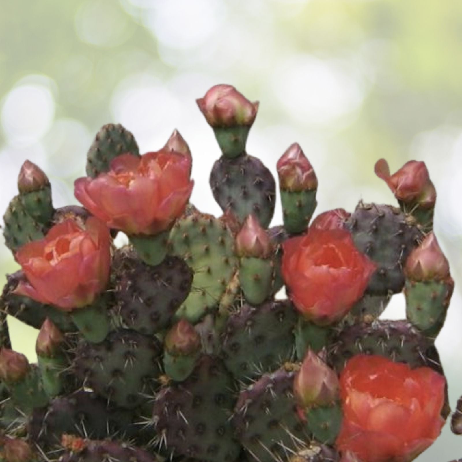 Marblefruit Cactus Seeds - Organic Edible 20 Seeds - Opuntia strigil - Exotic Fruit Plant for Gardens and Containers