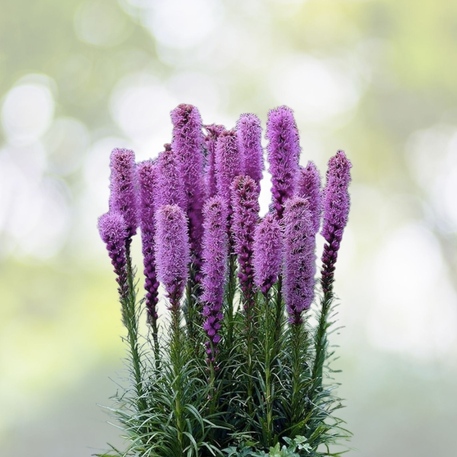 Kobold Dense Blazing Star Seeds - 25+ Seeds - Liatris spicata - Perennial Flower Seeds for Garden