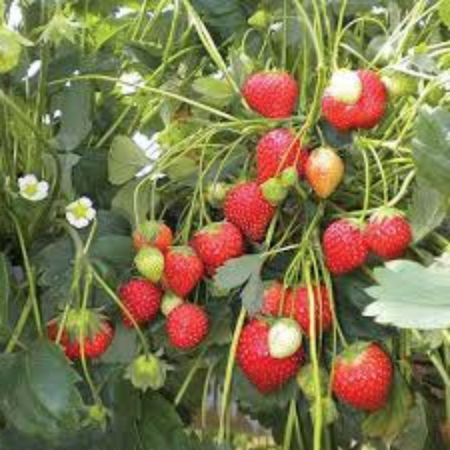 Everbearing Strawberry Seeds 100+ Red Fragaria x ananassa Fruit Plant for Garden, Patio, or Container Growing