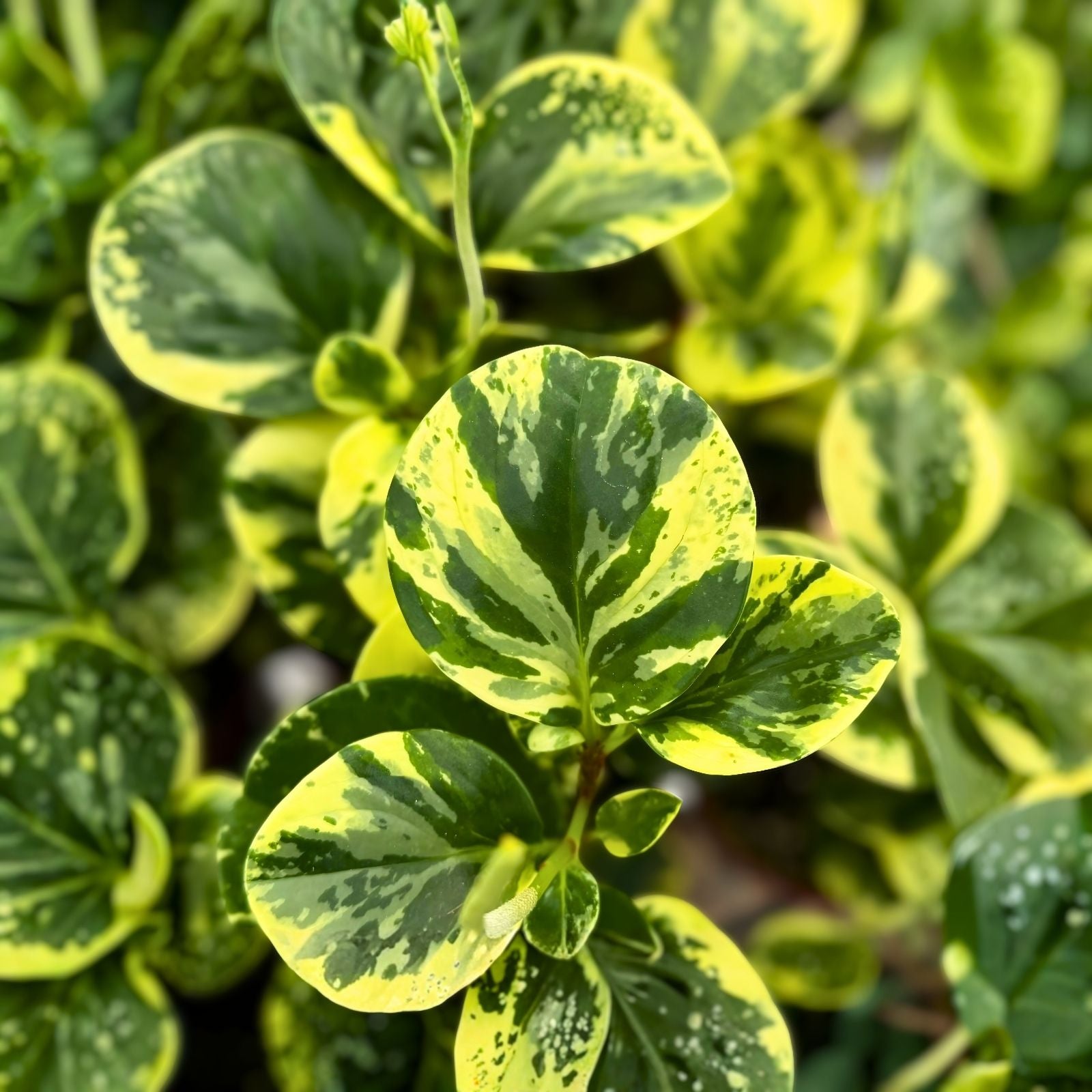 Unrooted Peperomia Angulata Variegated Cuttings – Pet-Friendly Houseplant, 4-Inch Pot, Funky Frog Variegation