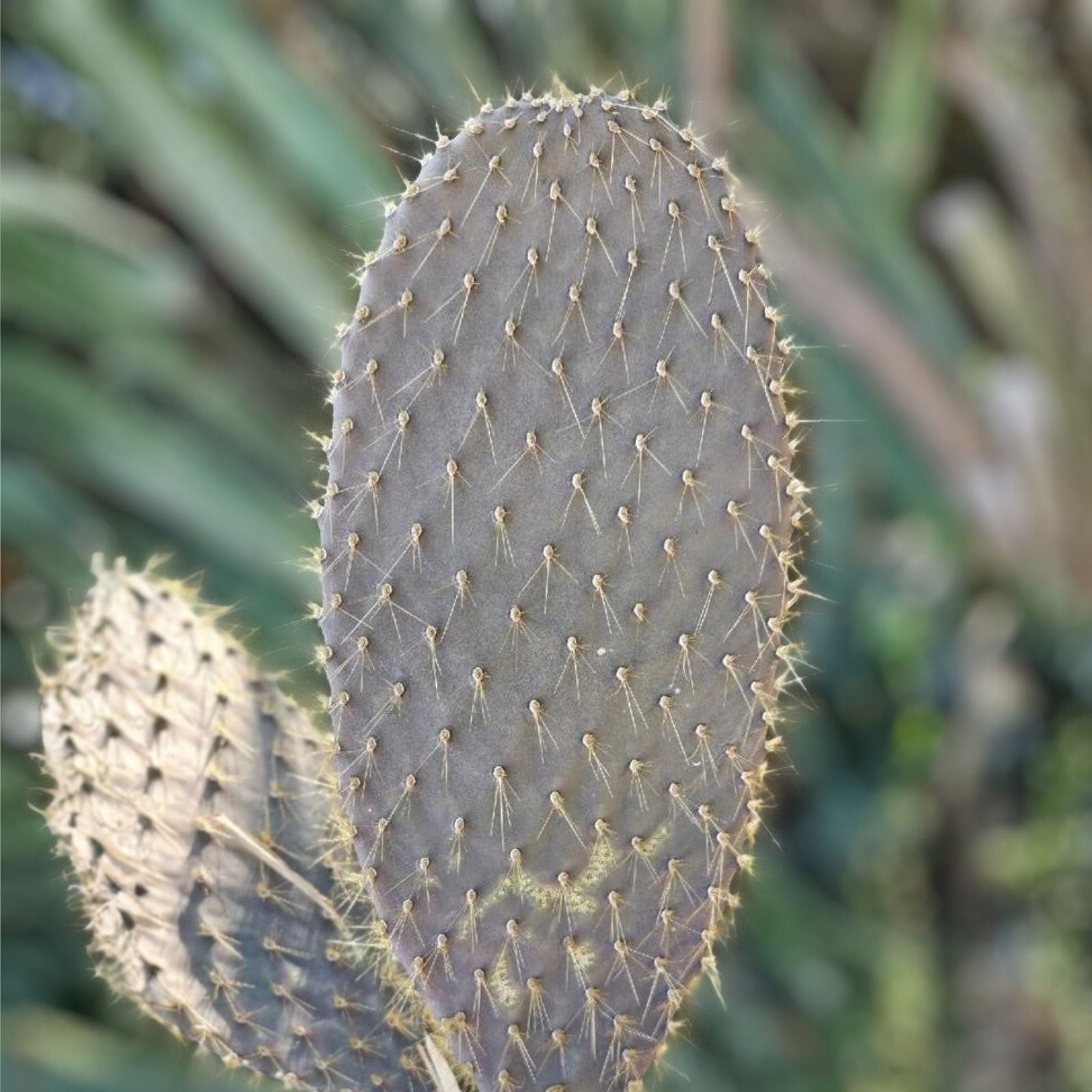 Galapagos Opuntia Echios var. Gigantea Large Pad Cactus Cutting, Succulent Plant, Rare Variety, 16 Inch