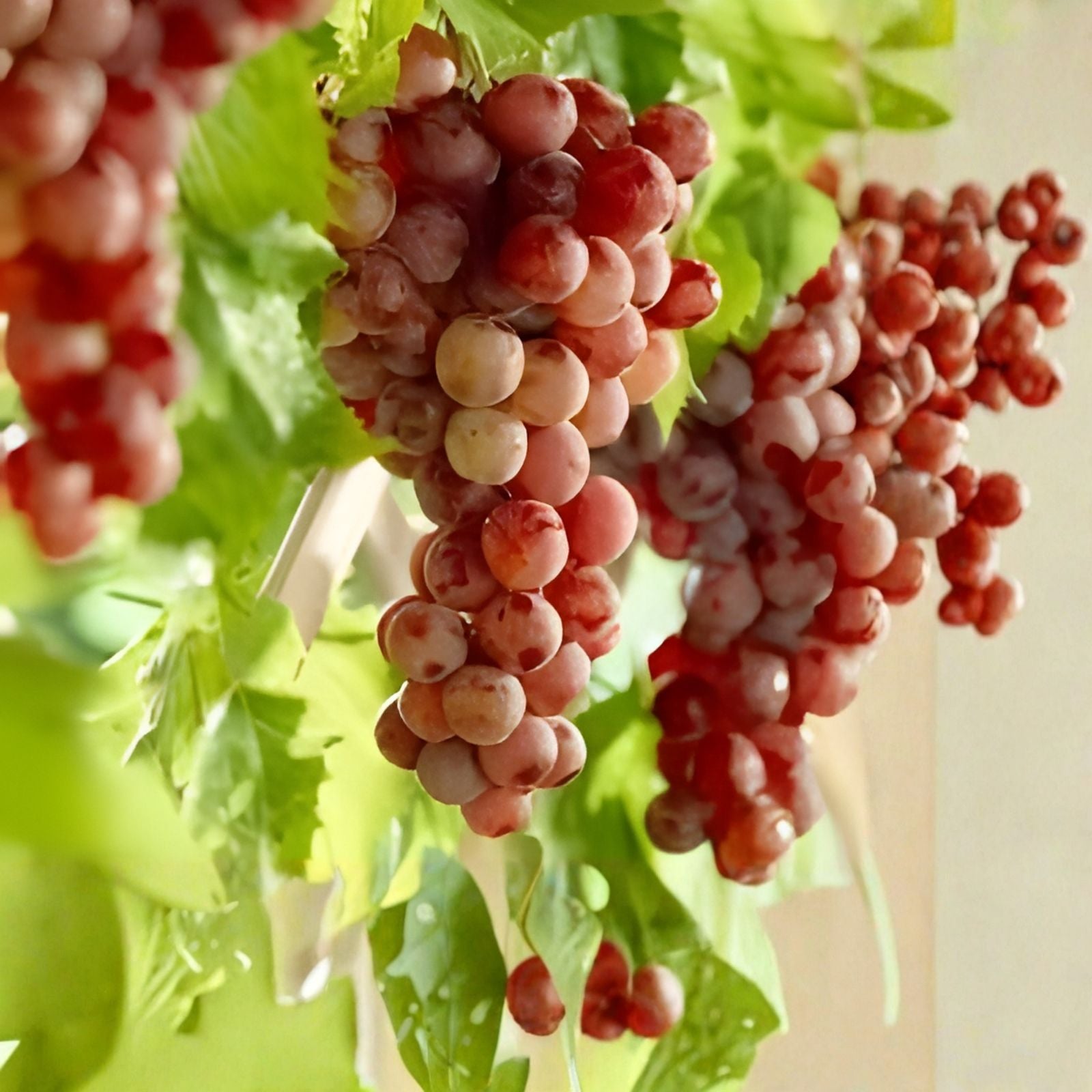 Crimson Vine Cuttings - Large Red Seedless Table Grape - Raisin Variety - T110A - No Roots - Lot of 4