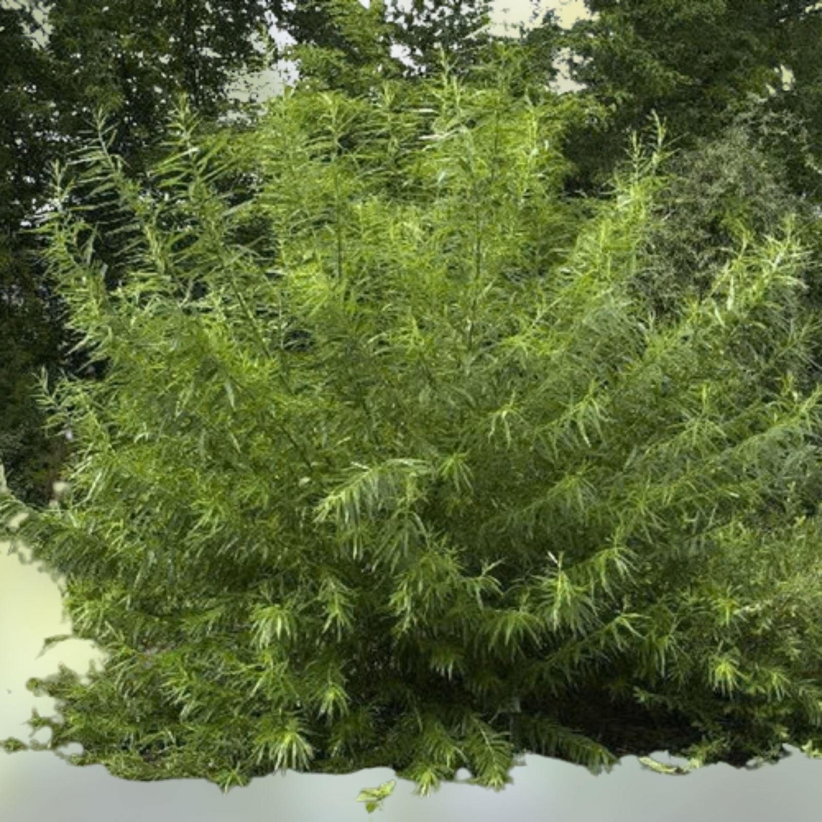 Live Basket Willow Cuttings 4 Pack, Salix Viminalis, Easy to Grow for Landscaping and Garden Projects
