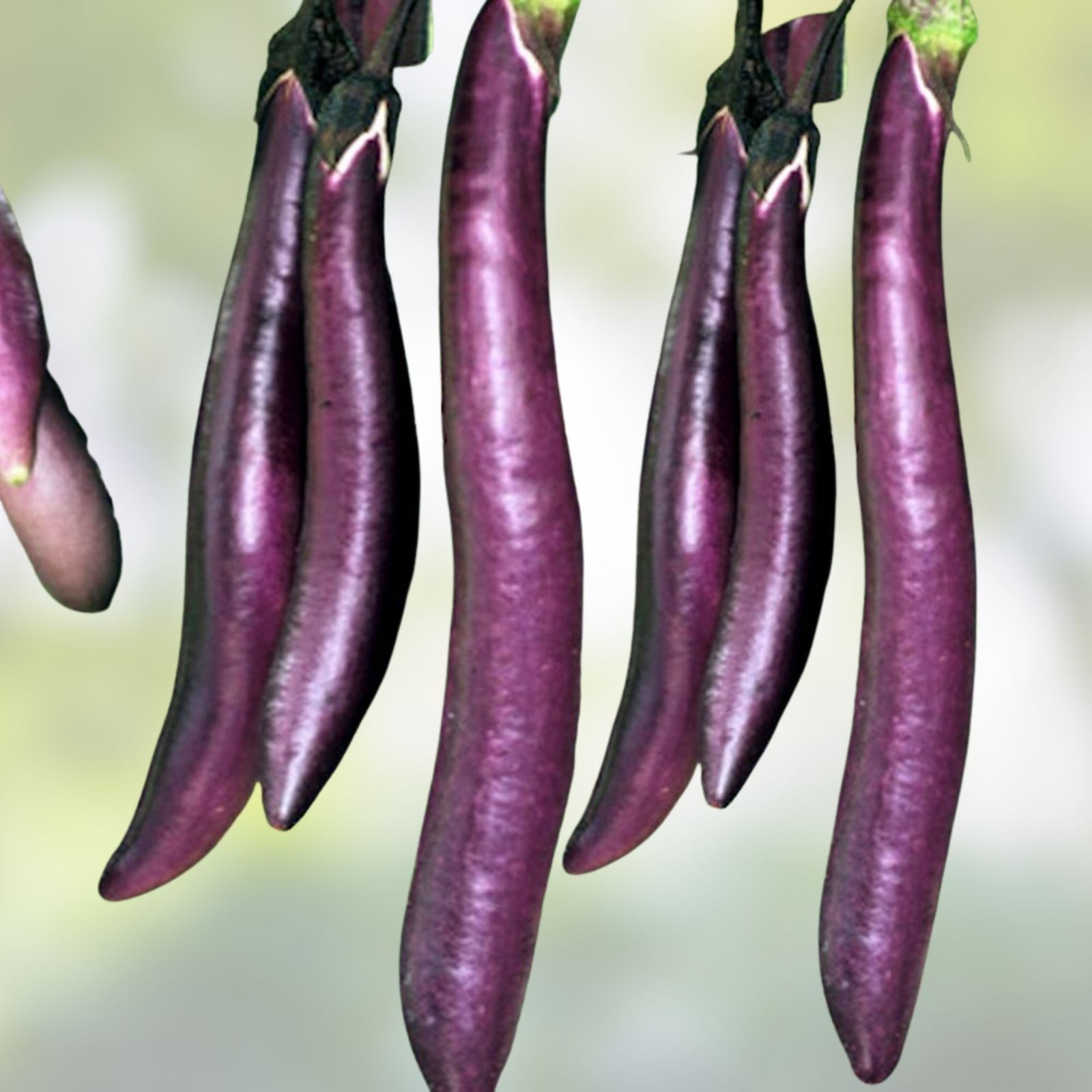 Long Purple Eggplant Seeds 500 Count Heirloom Non-GMO Solanum melongena Vegetable Garden Seed