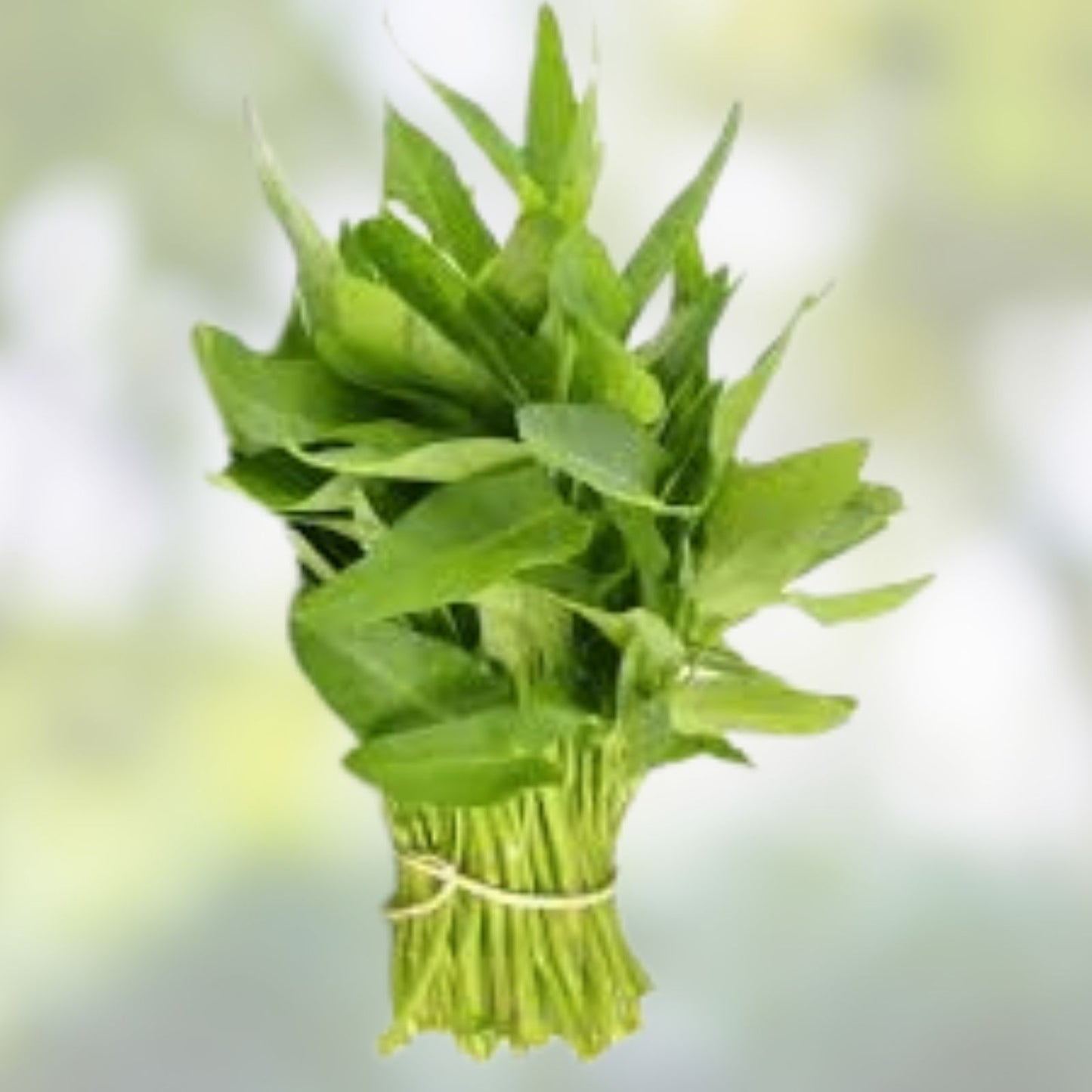 Water Spinach Seeds 100 Count - Ong Choy - Ipomoea aquatica - Organic Vegetable Gardening Seeds