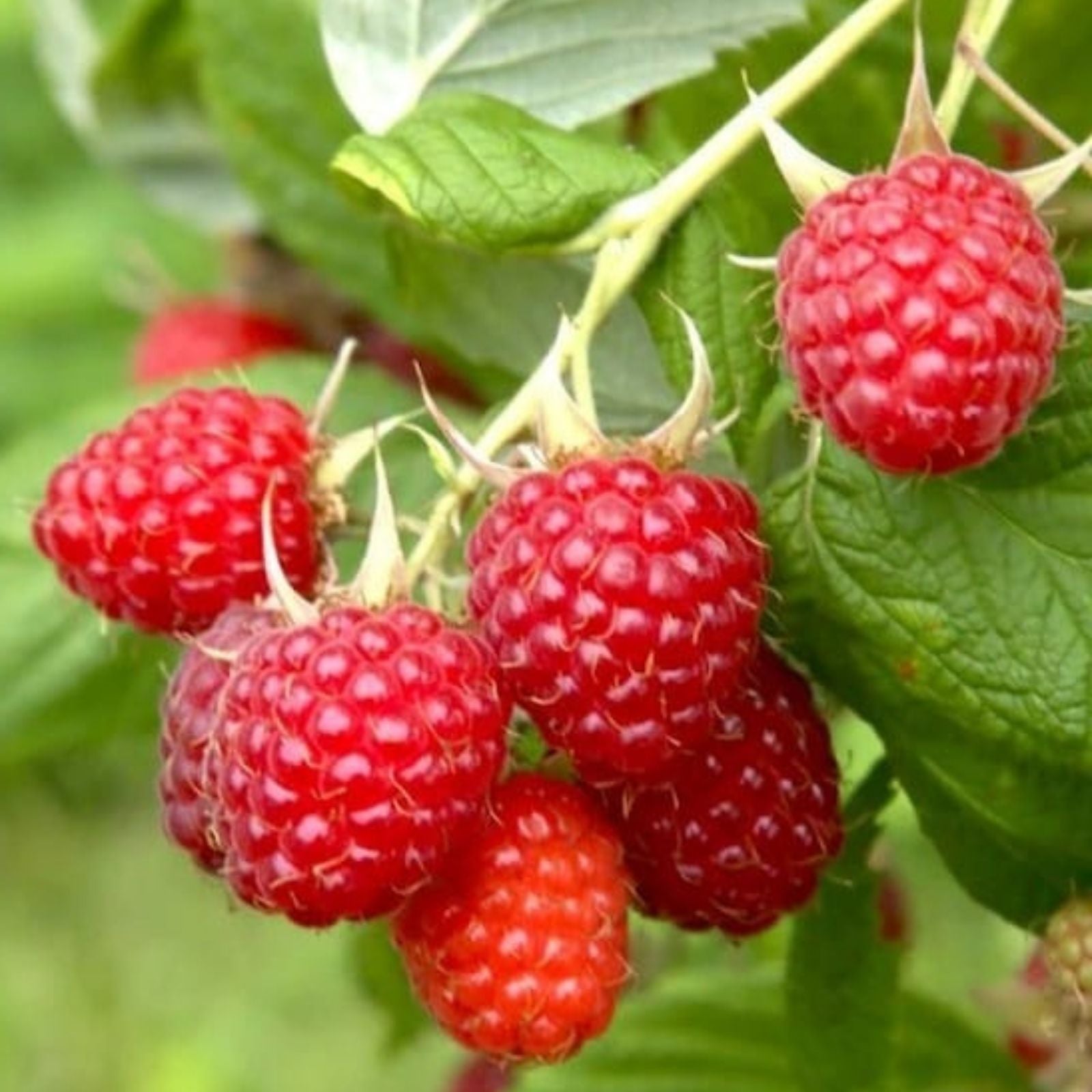 Early Everbearing Raspberry Plant - Live Rooted Starter Rubus idaeus - Prelude Red Fruit Plant