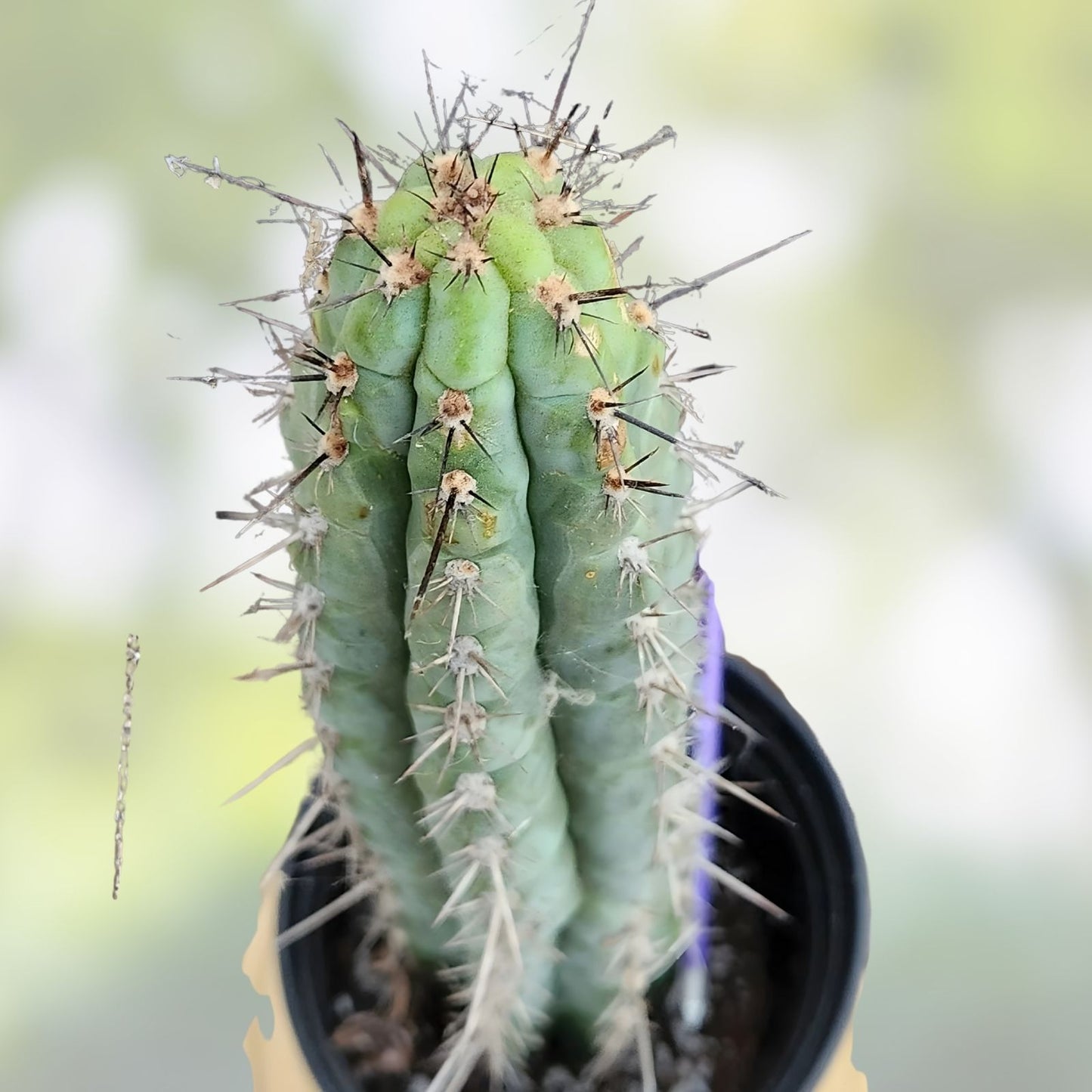 Cereus Chalaensis SS04 Cactus Cutting 7" | Unique Succulent Plant for Indoor & Outdoor Gardens