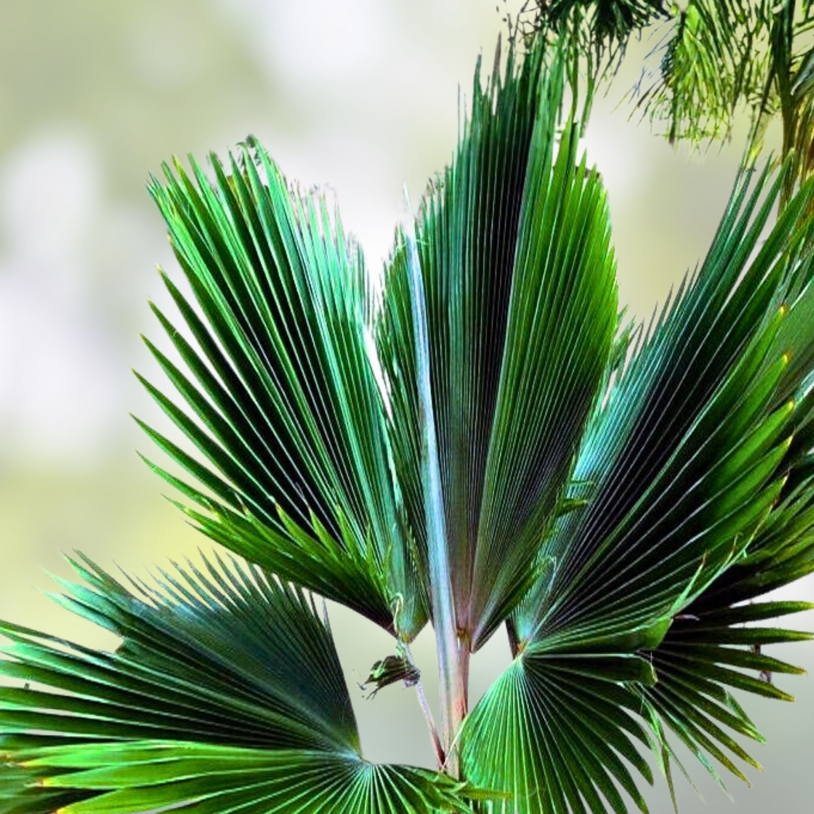 Fiji Fan Palm Seeds - 25 Pritchardia thurstonii Tropical Indoor Plant Seeds for Gardening and Propagation